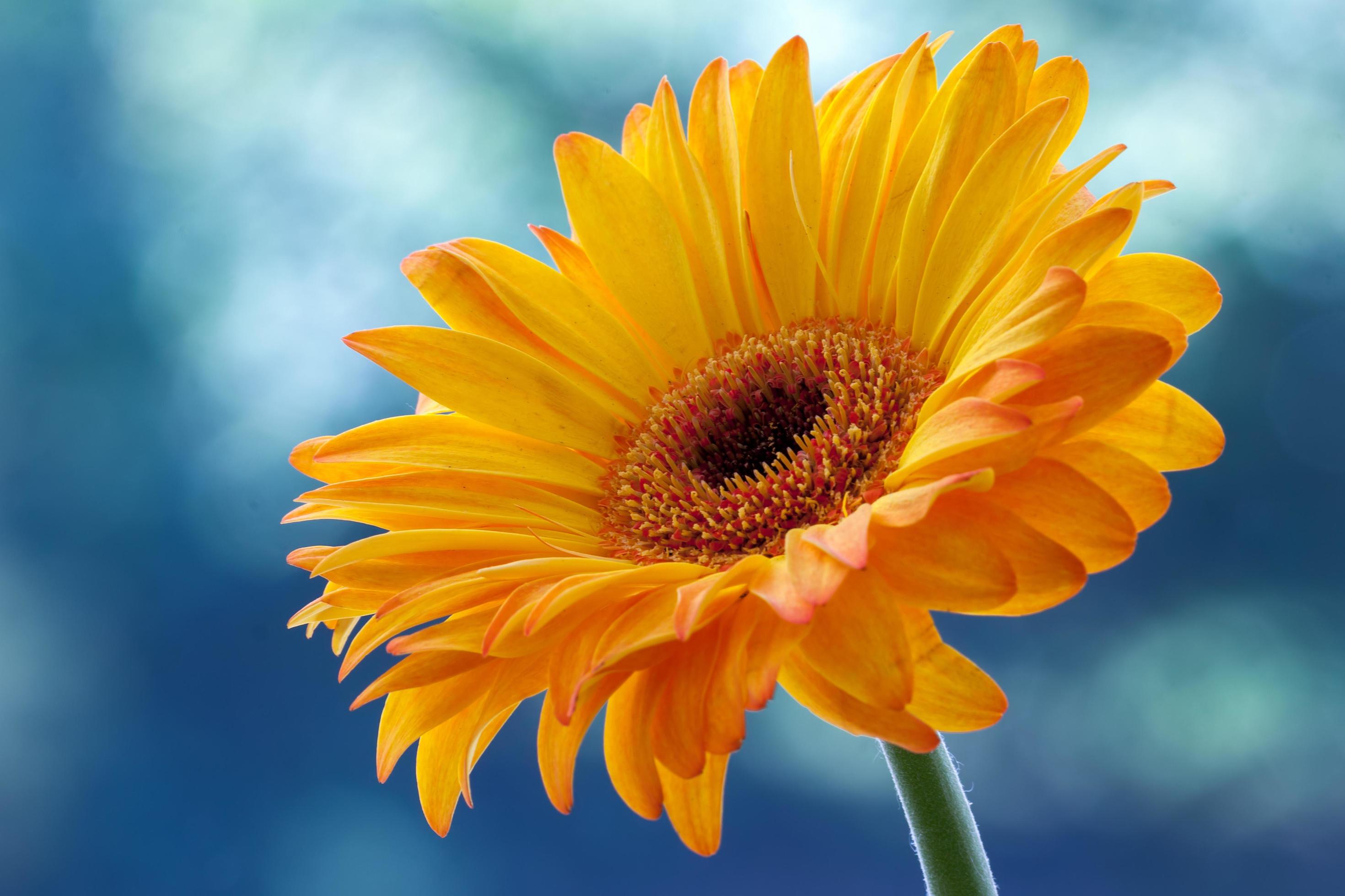 Single Golden Gerbera flower in full bloom Stock Free