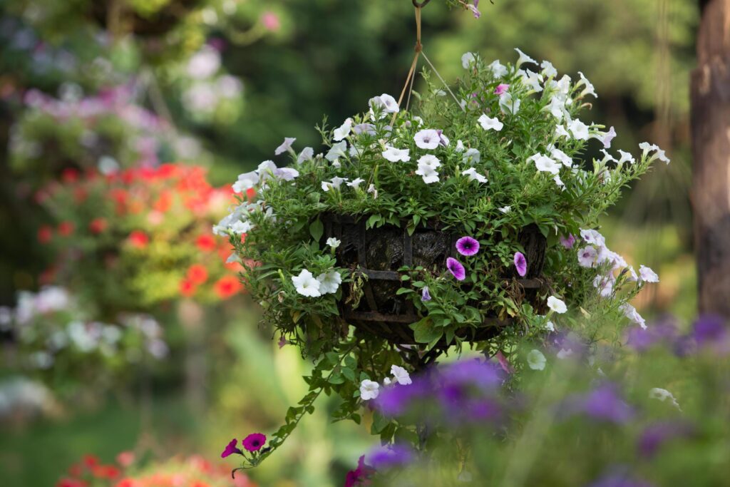 
									Hanging basket of flowers Stock Free