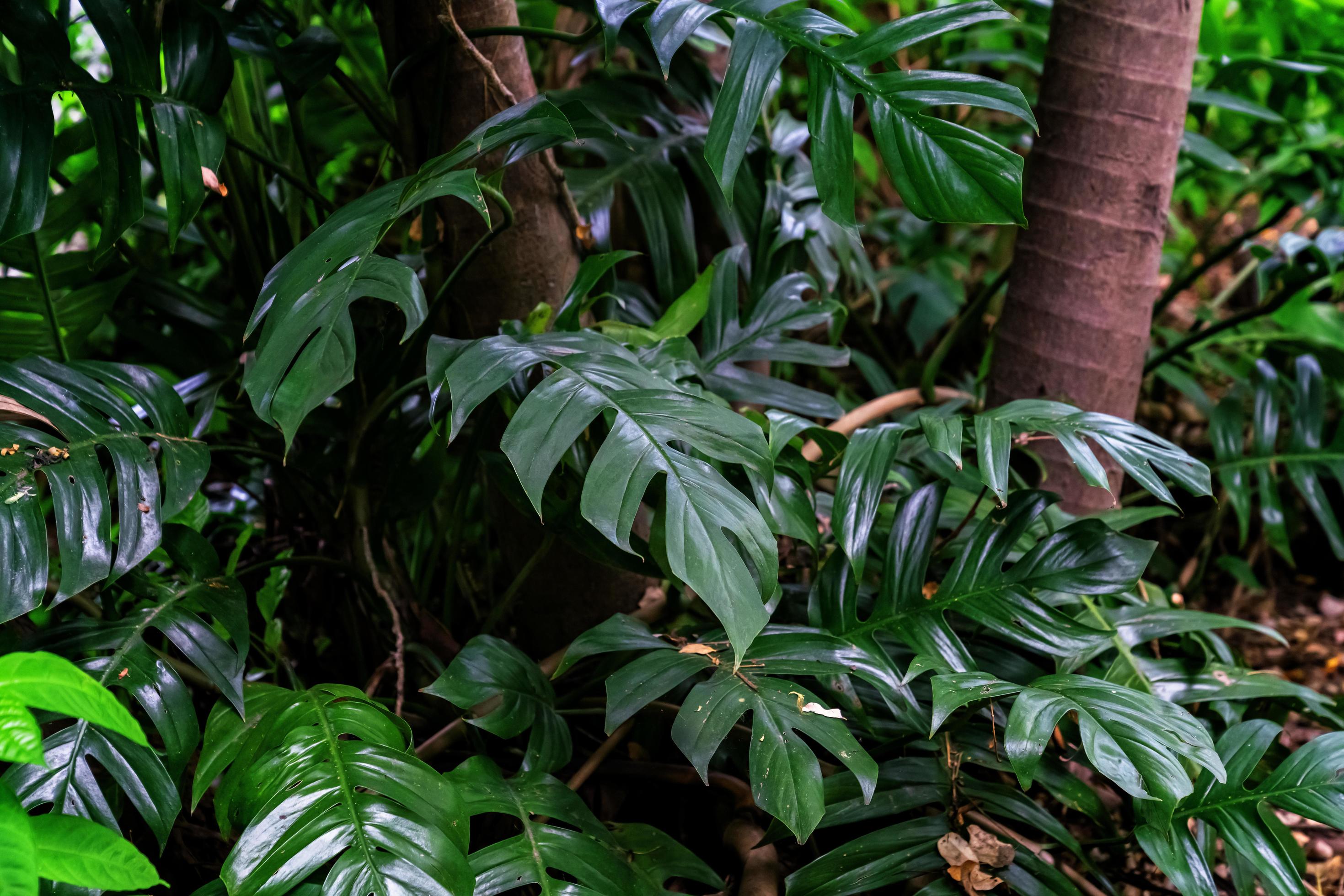 Green leaves pattern,leaf monstera in the forest for nature background Stock Free