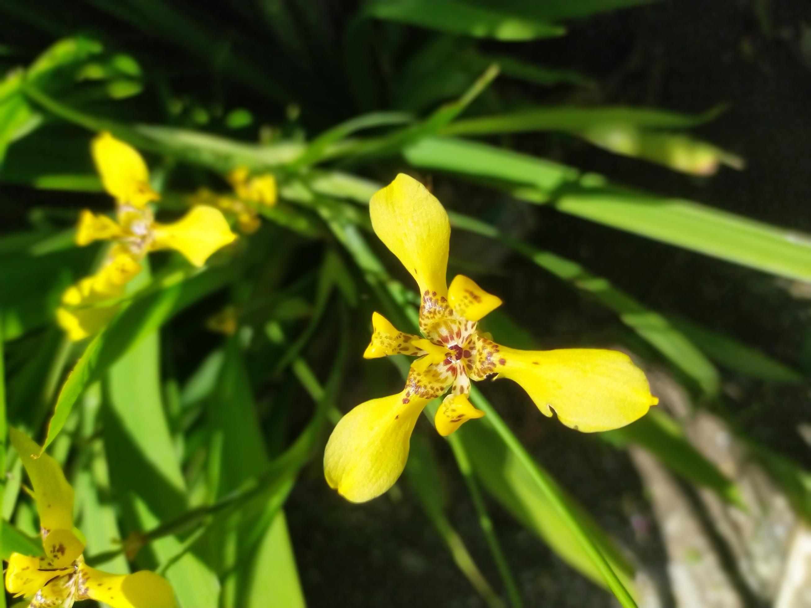 Flowers yellow in garden Stock Free