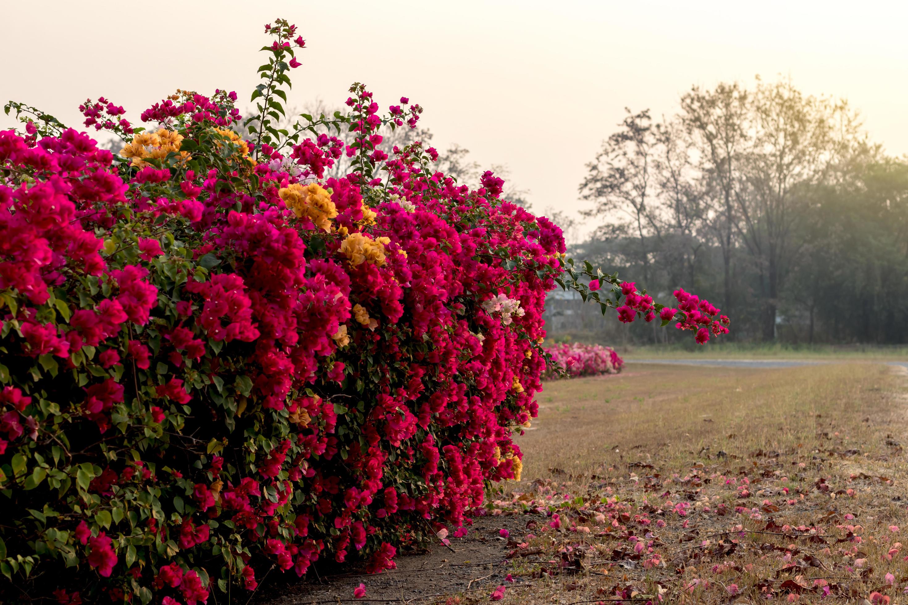 Many bougainvillea flowers in the arid garden. Stock Free