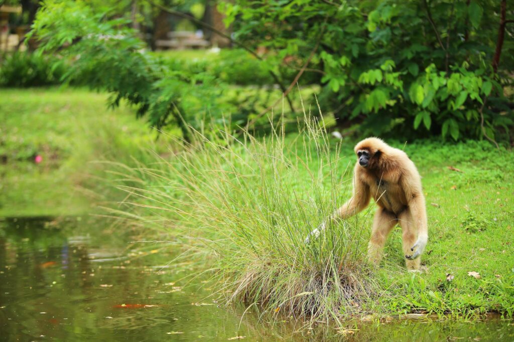 Common gibbon. White-handed gibbon walking on field near lake at natural park. Stock Free