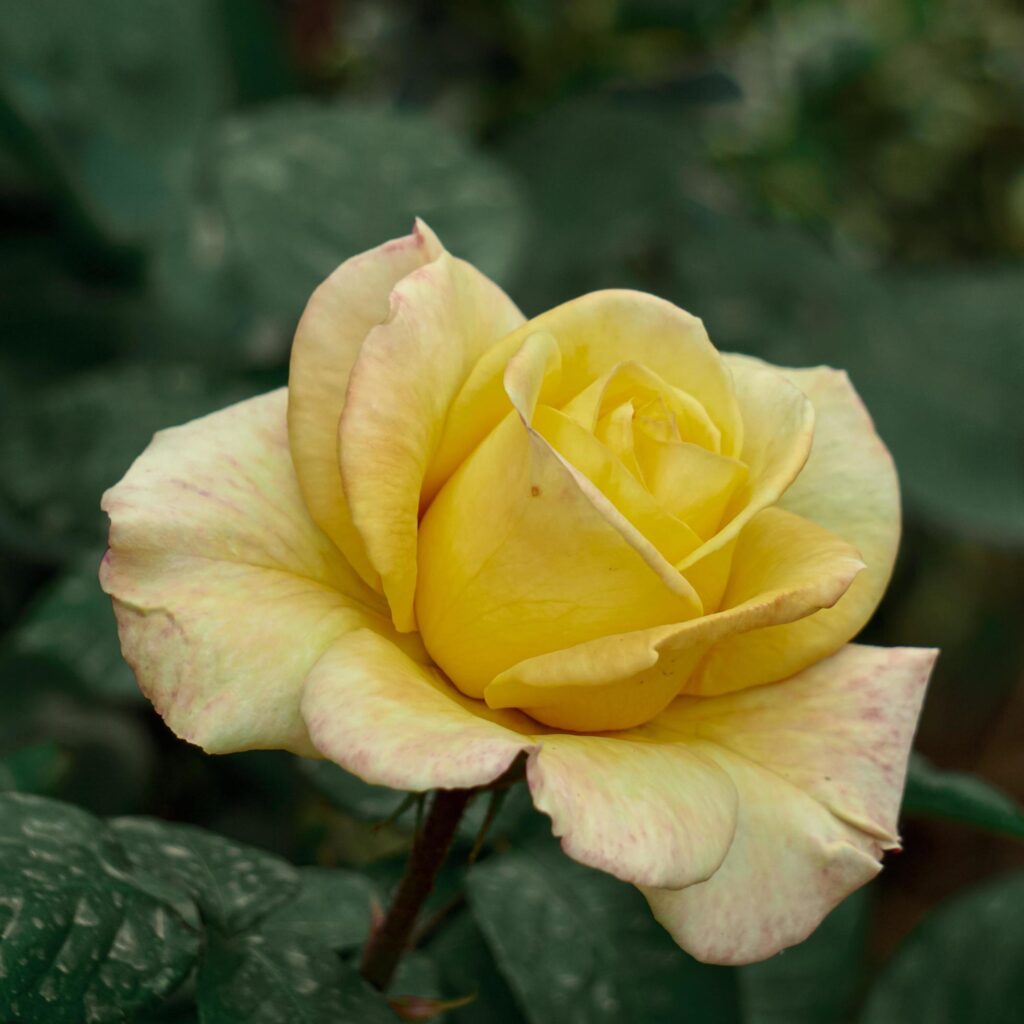 romantic yellow rose flower for valentine’s day Stock Free