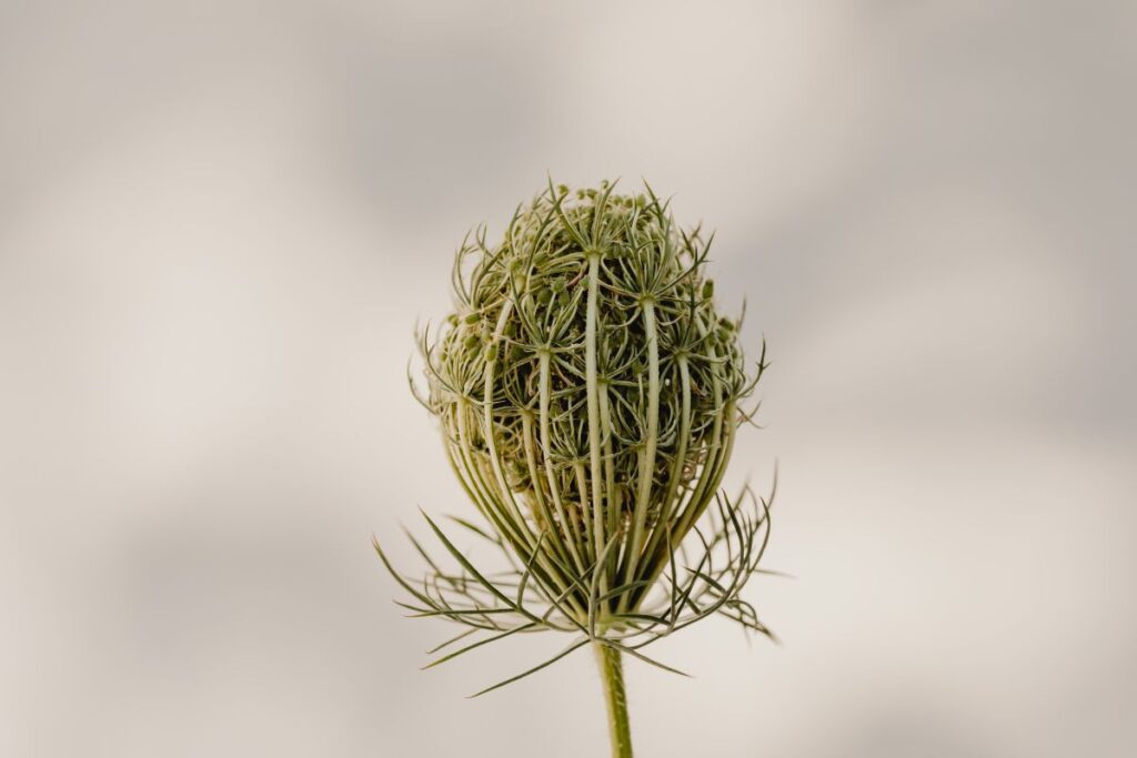 Queen Anne’s Lace – Bright and warm free backgrounds or wallpapers Stock Free