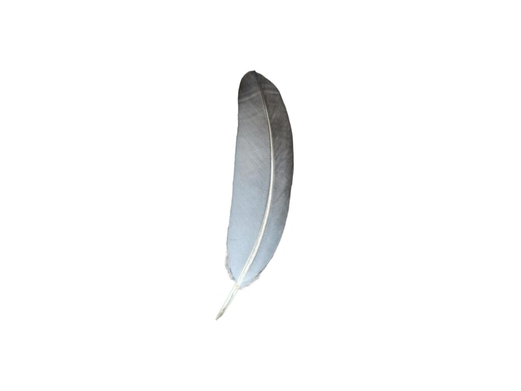 single natural pigeon feather. on transparent background Stock Free