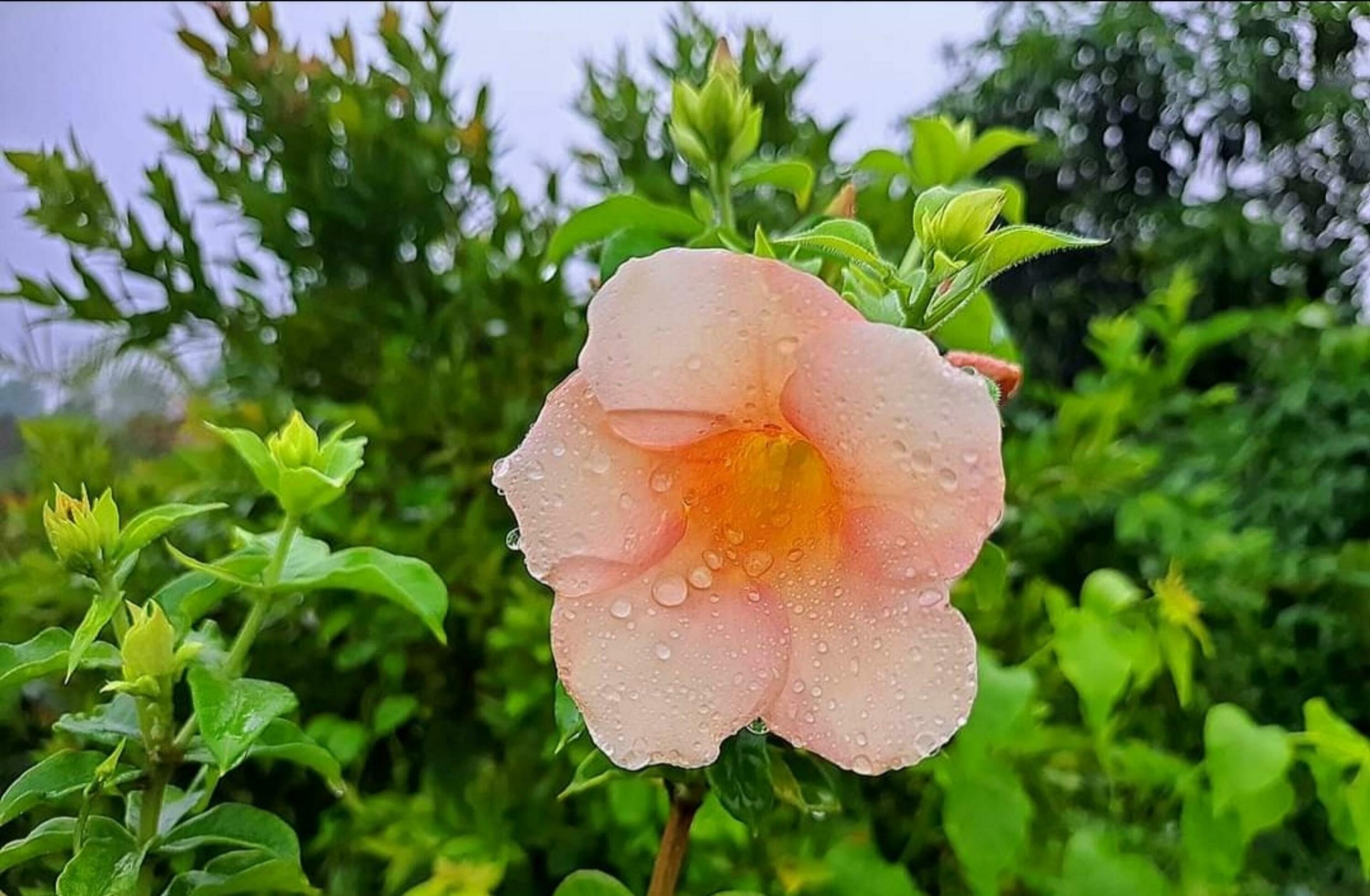 Blooming flower in nature Stock Free