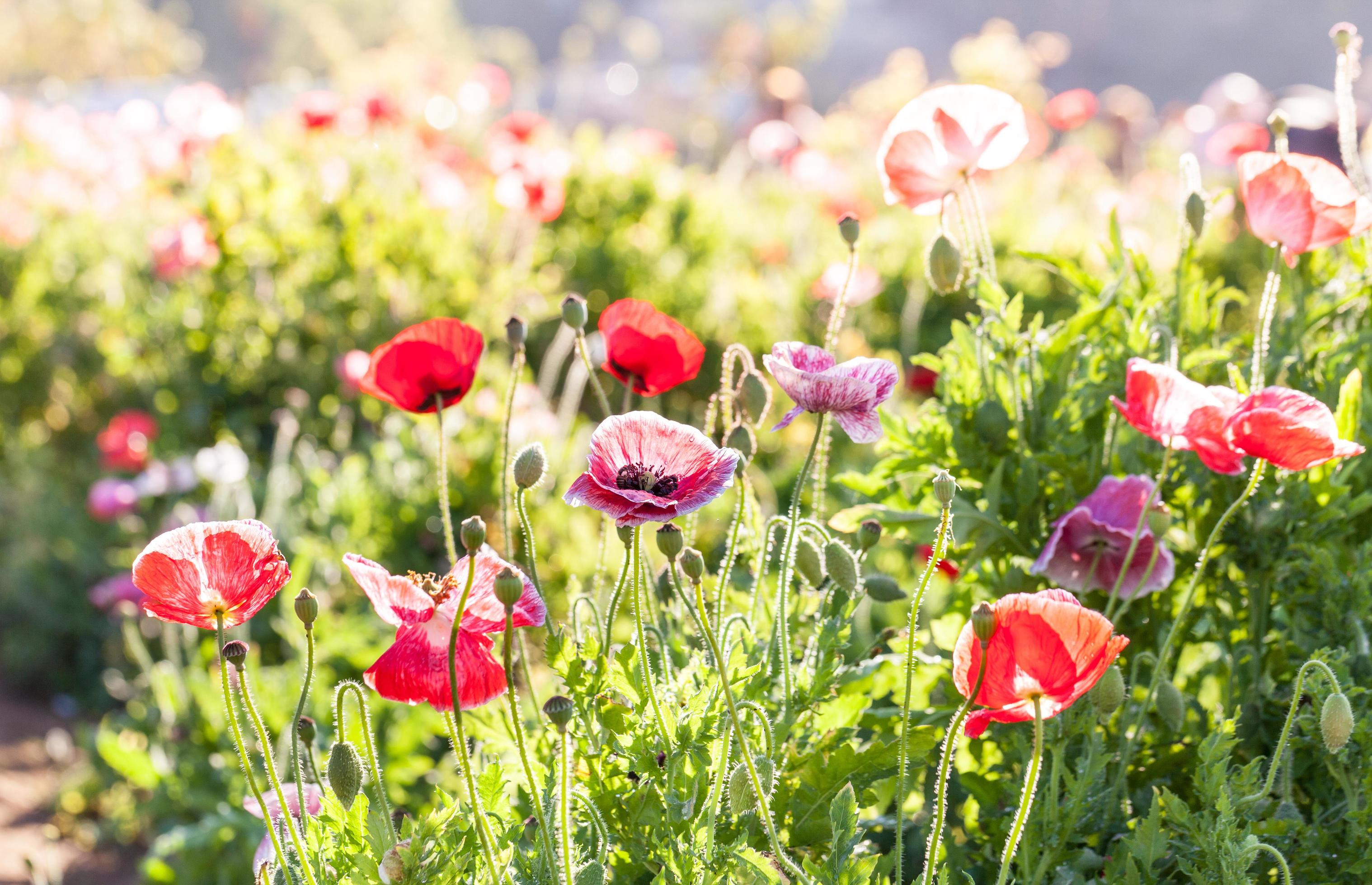 Colorful poppy flowers during the day Stock Free