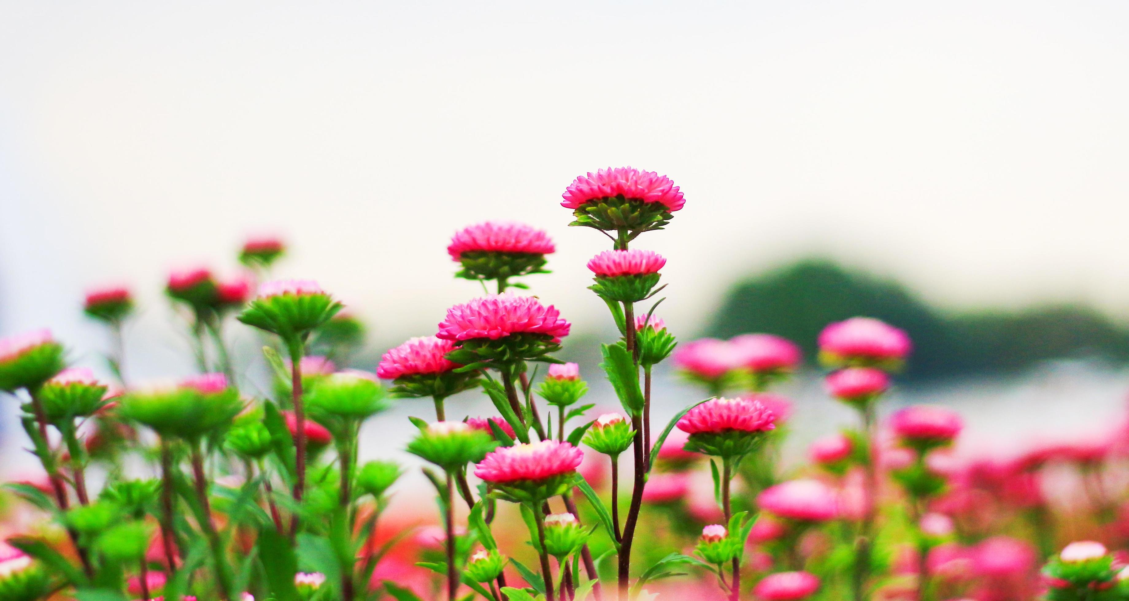 Red flowers blooming in the natural garden Stock Free