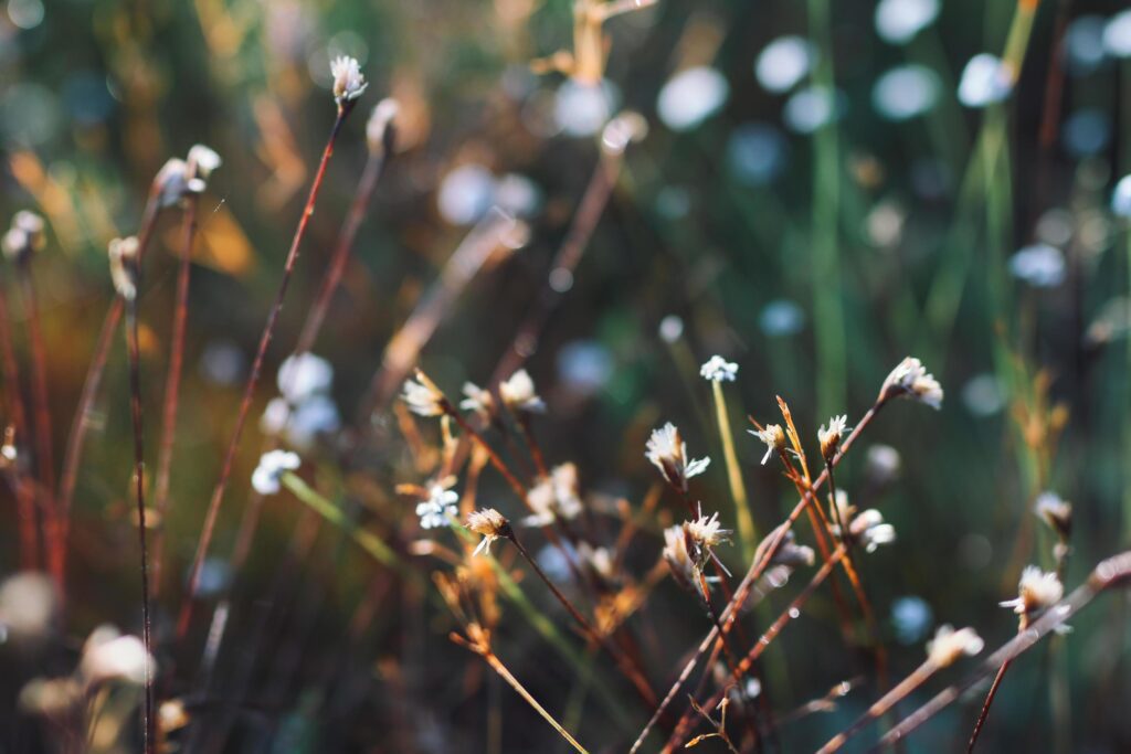 Wild flowers in nature Stock Free