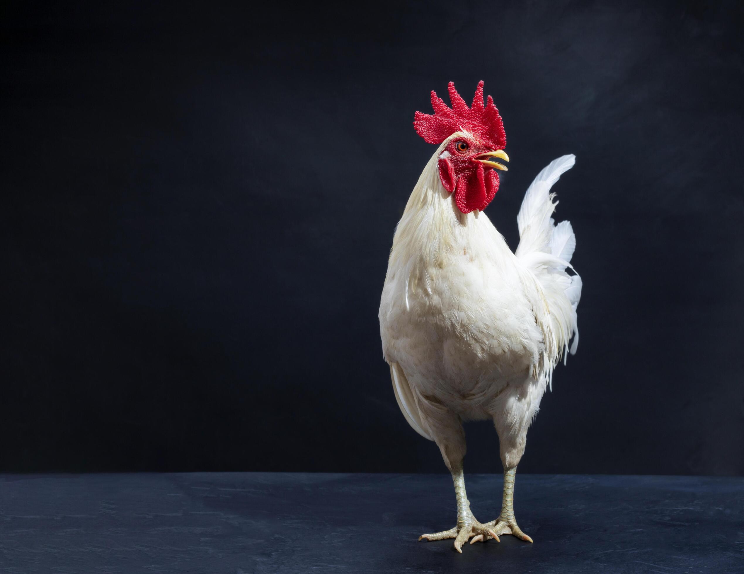 White chicken, farming chicken farm, nature style, rooster, isolated on black background. Stock Free