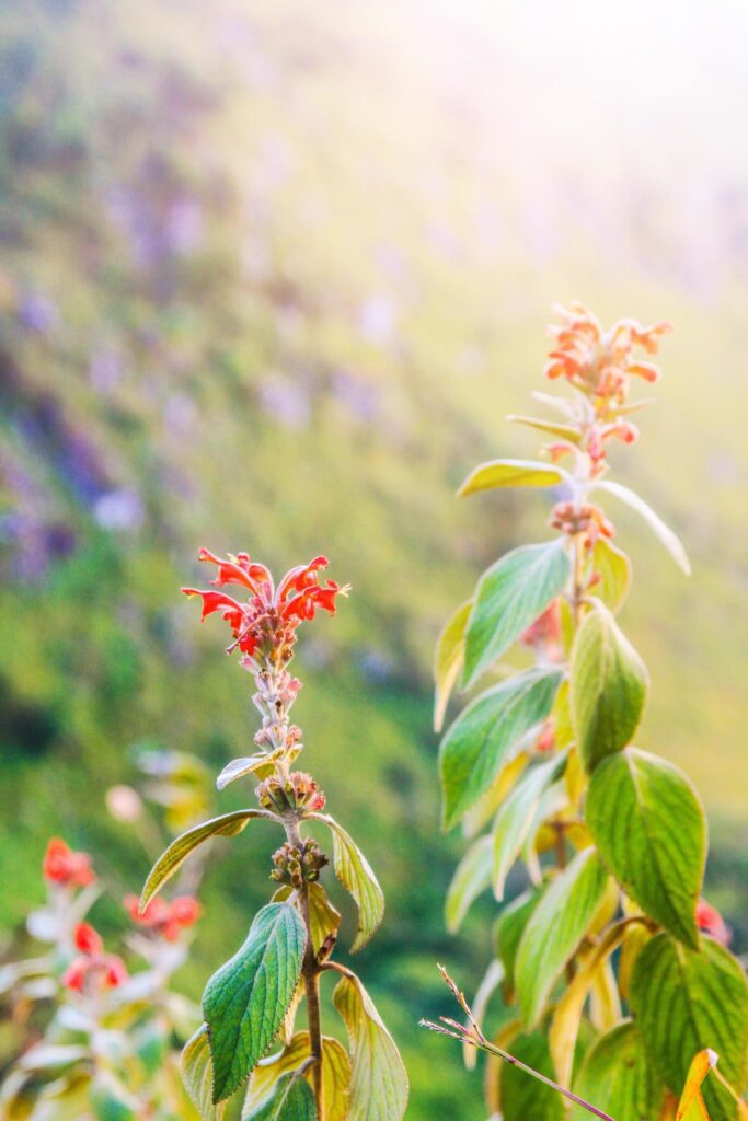 Beautiful wild red flowers with sunlight on the mountain. Stock Free