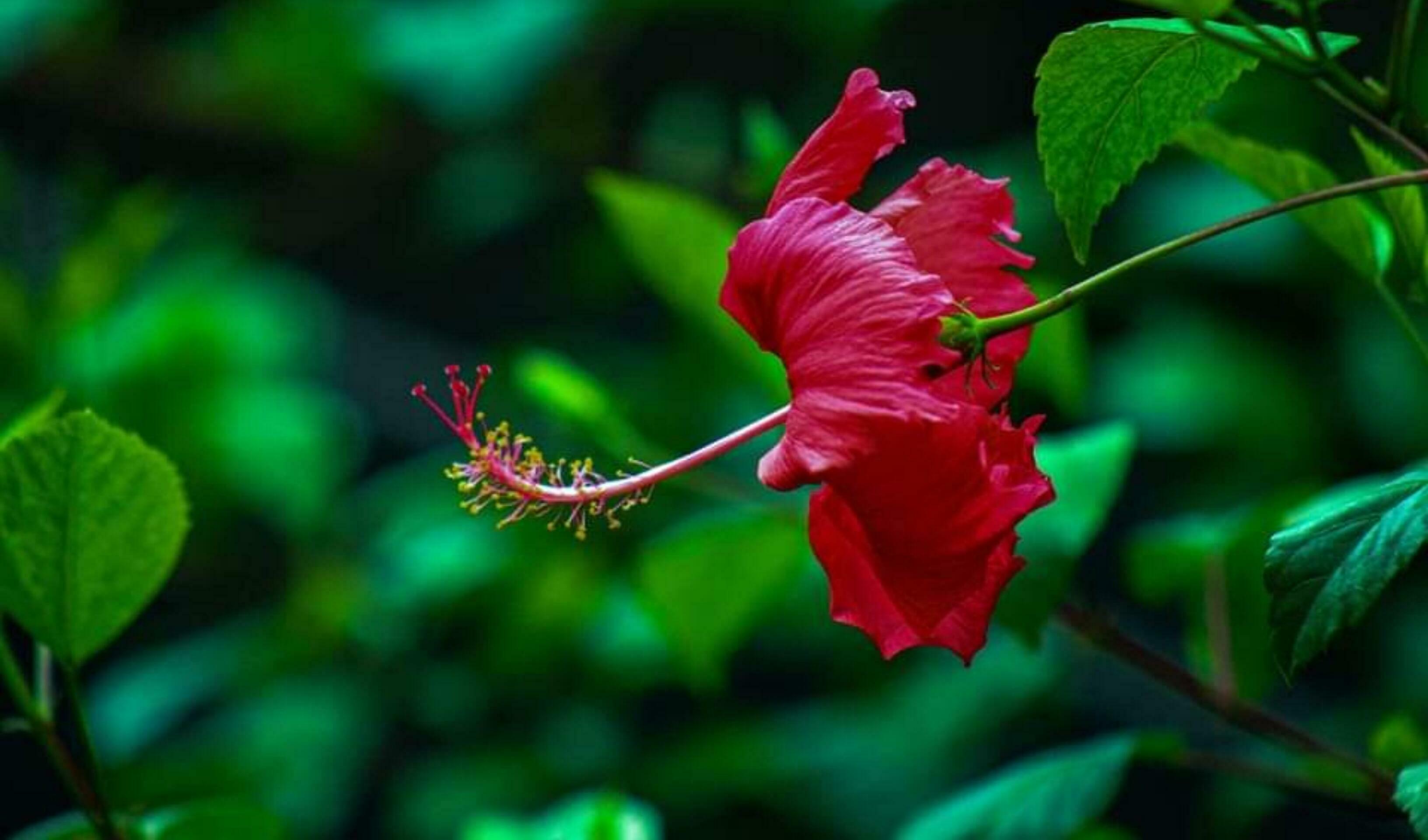 Beautiful blooming flower in garden Stock Free