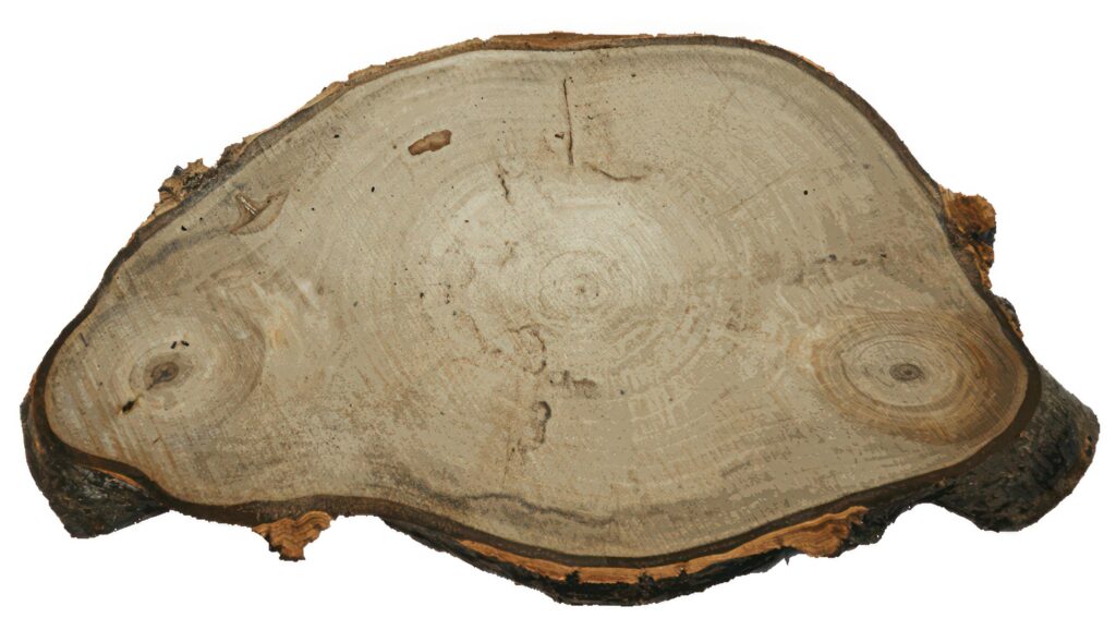 Pine Tree wood stumps on ground after being cut with real wood texture background. Stock Free