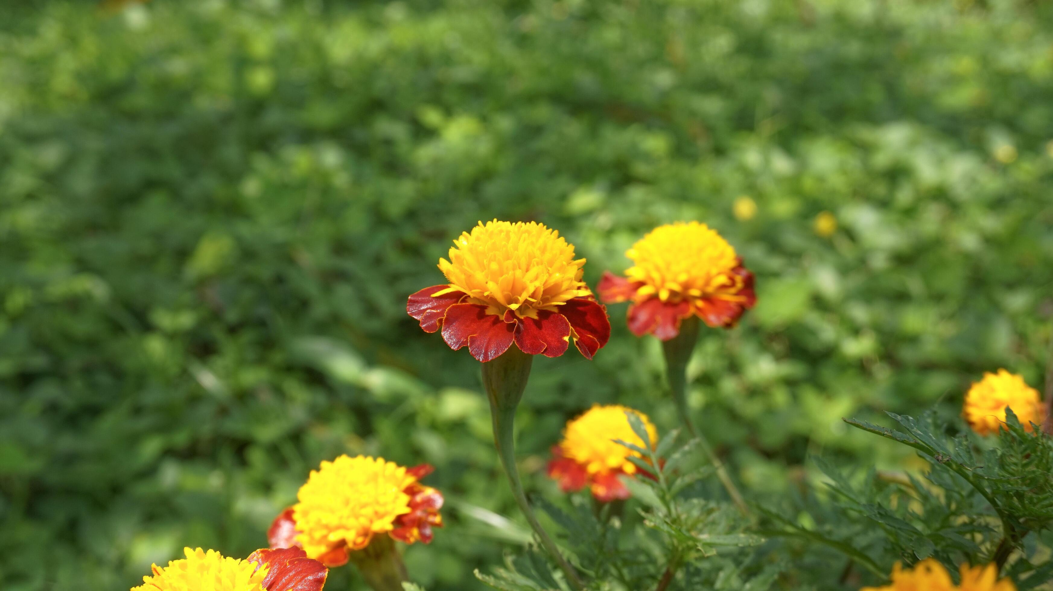 beautiful marigold flowers with nature background Stock Free