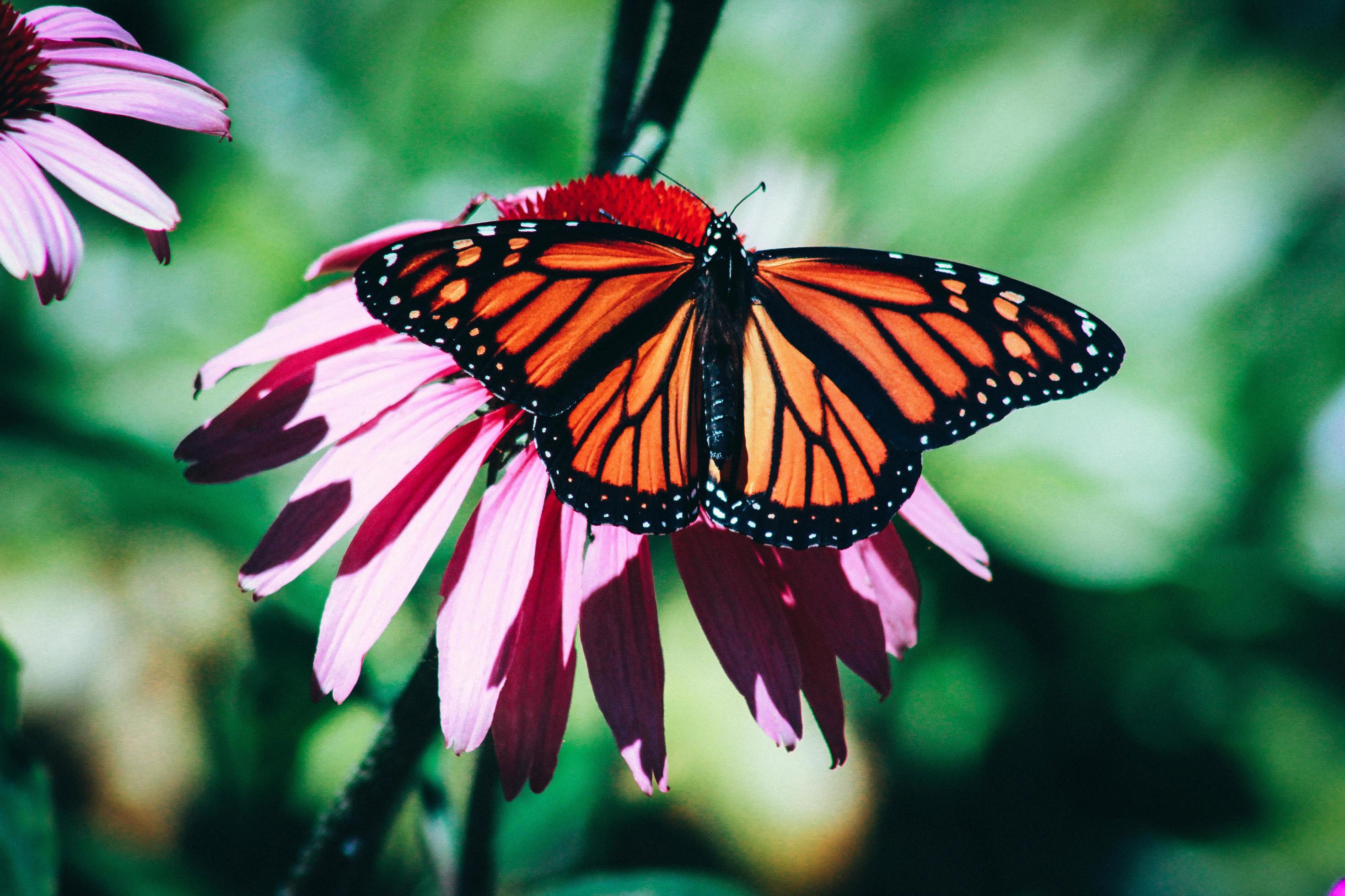 Close-up photography of monarch butterfly on red flower Stock Free