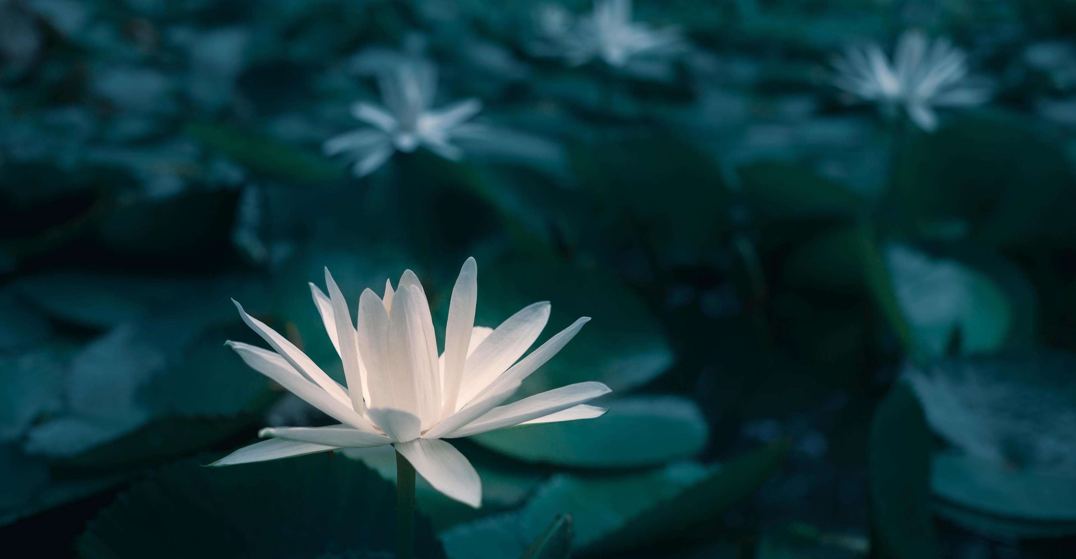 Close-up beautiful white lotus flower in pond.White Lotus Flower background Lily Floating on The Water Stock Free