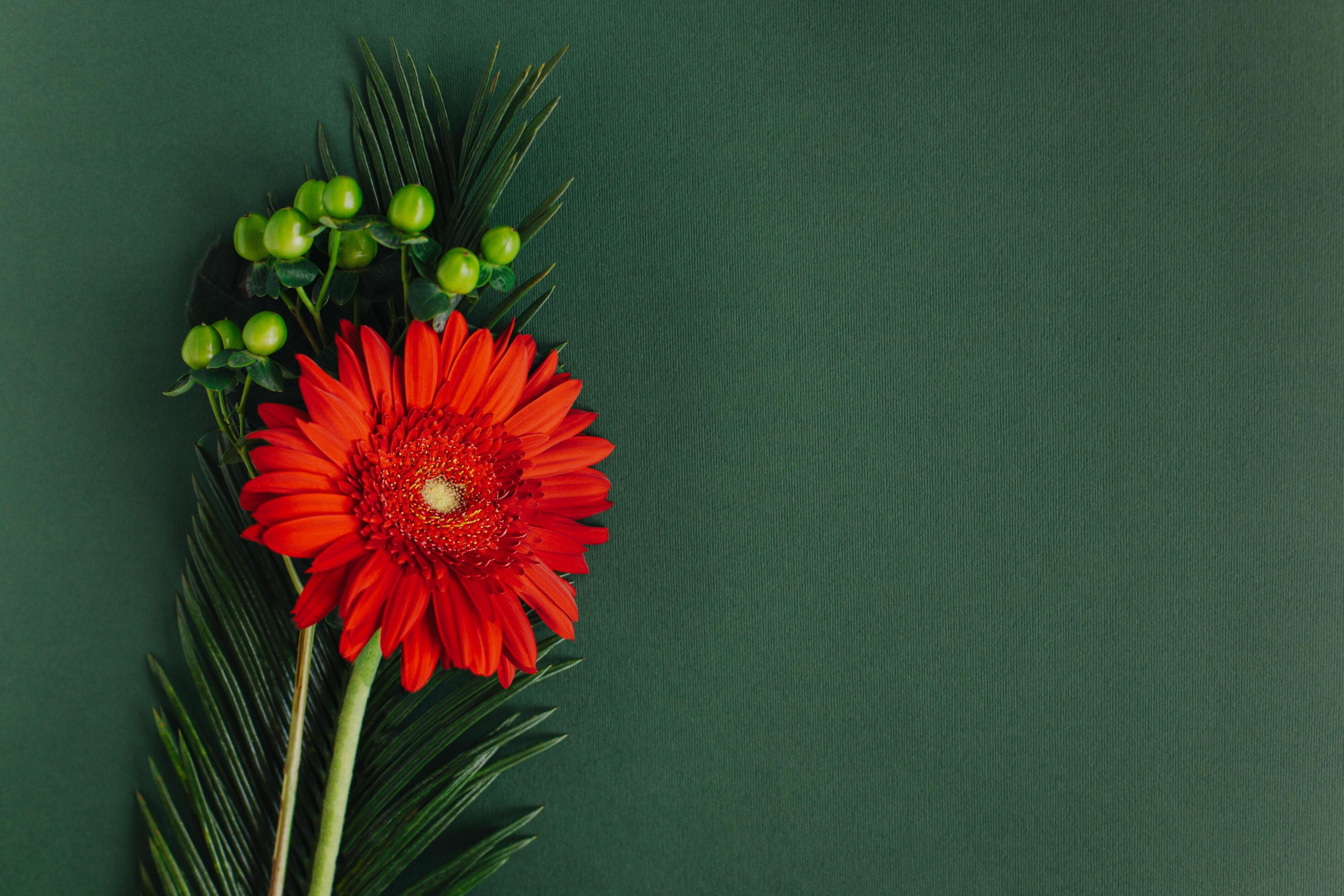 Beautiful red Gerbera flower with green leaves on a dark green background. Stock Free