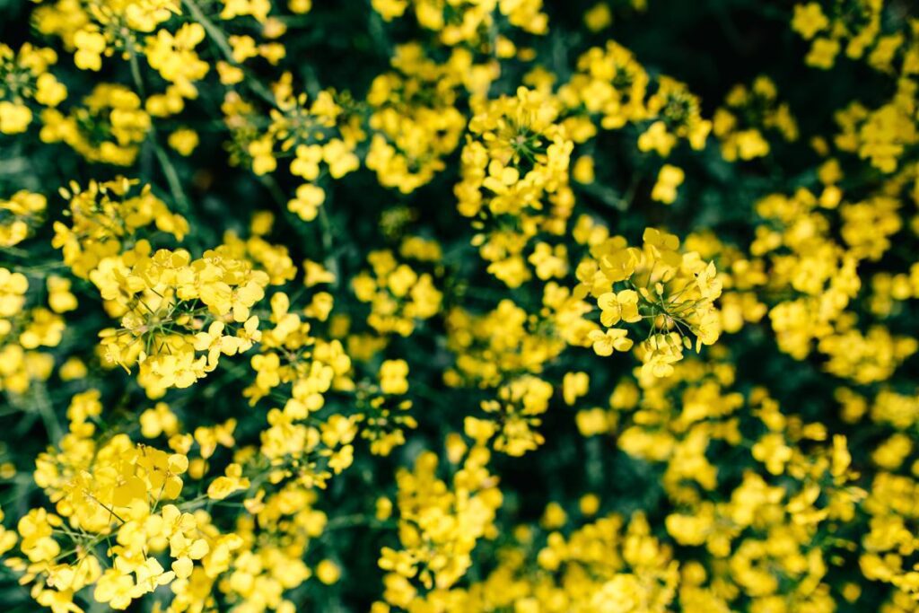 Rape field on a sunny day Stock Free