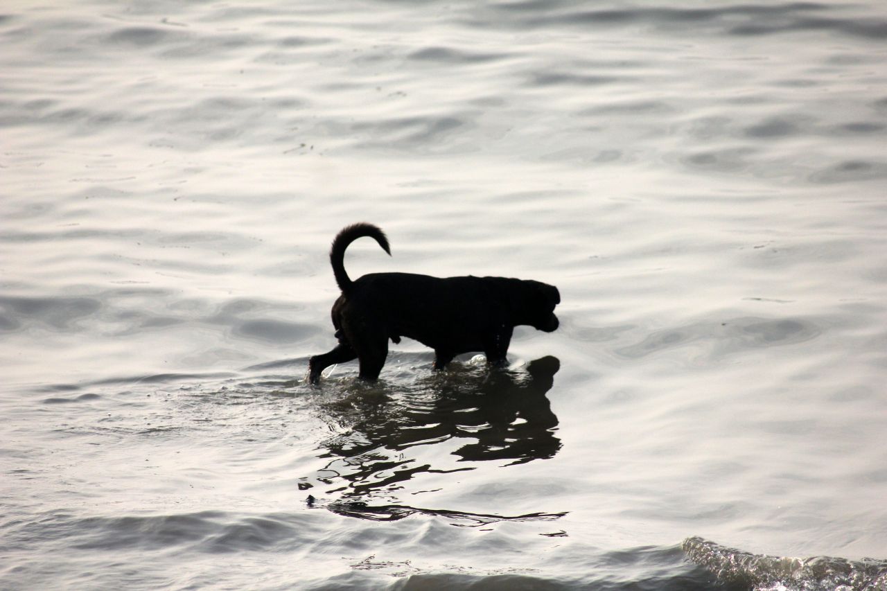 Dog In Water Stock Free