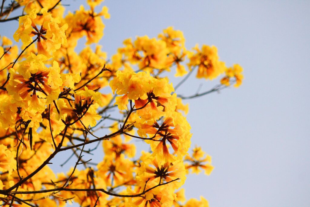 Blossom Dwarf Golden Trumpe flowers with blue sky. Tabebuia chrysotricha flowers Stock Free