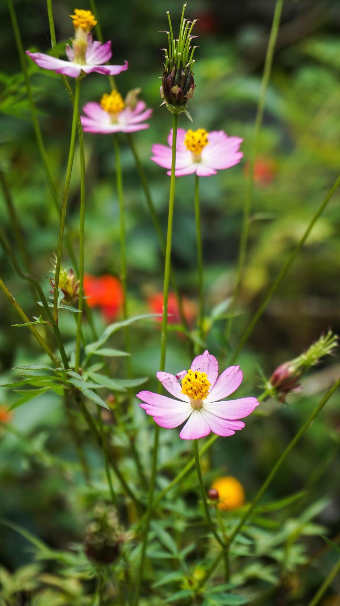 beautiful,Colorful flower background images,nature background Stock Free