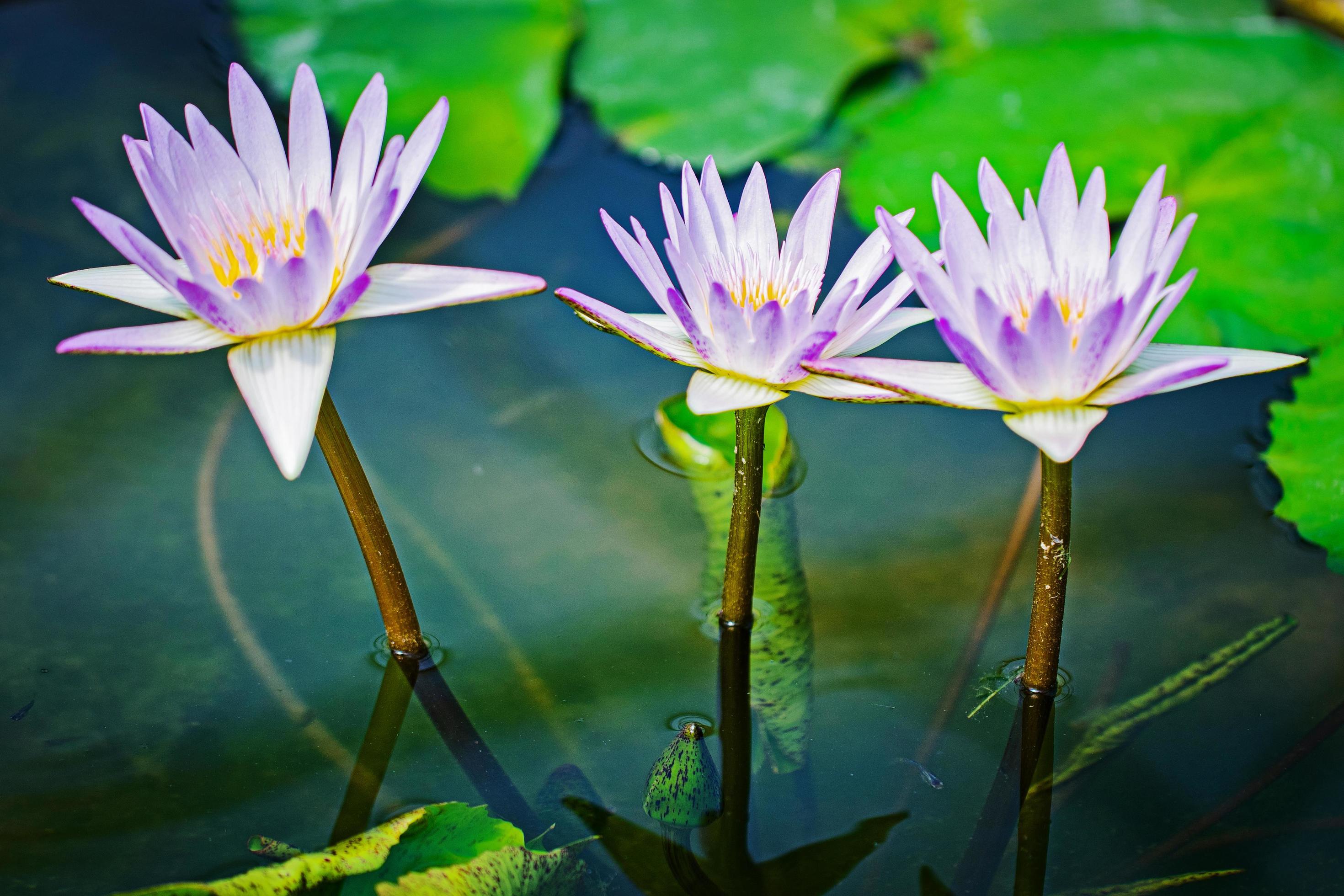 Close up lotus flower Stock Free