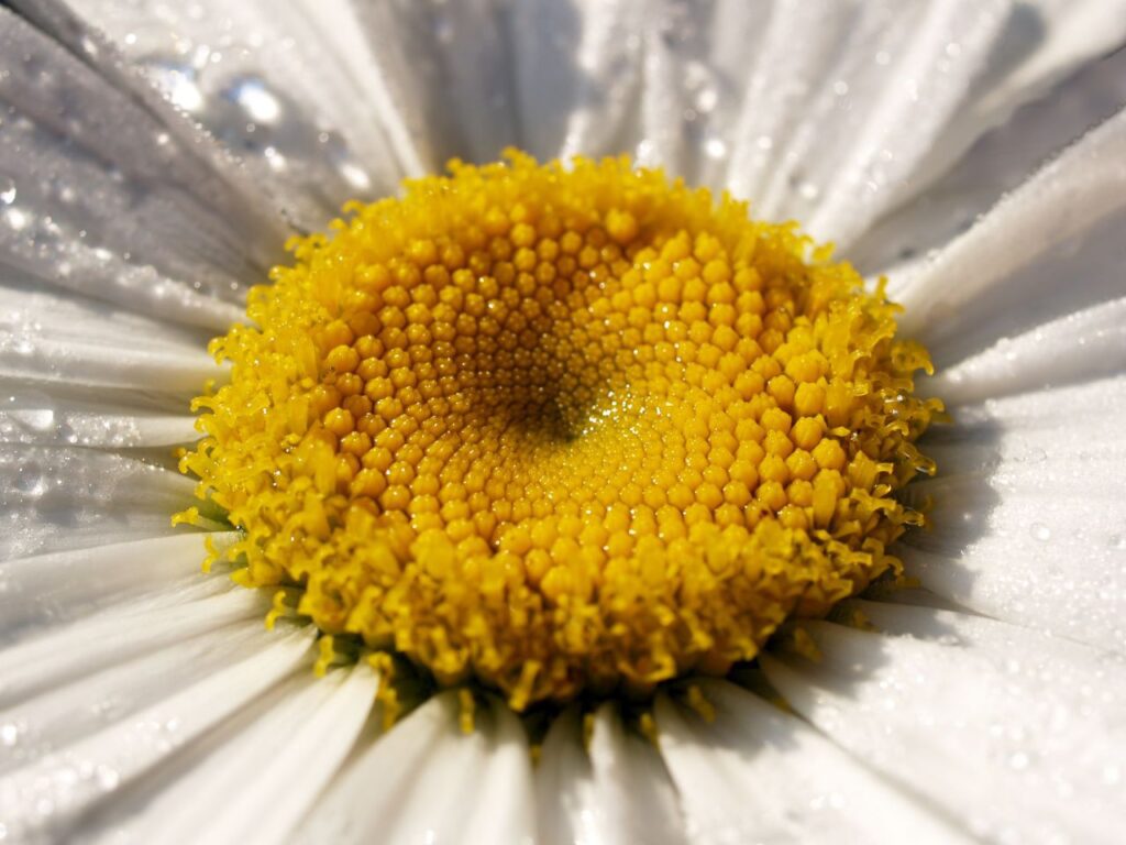 Daisy Flower close-up Stock Free