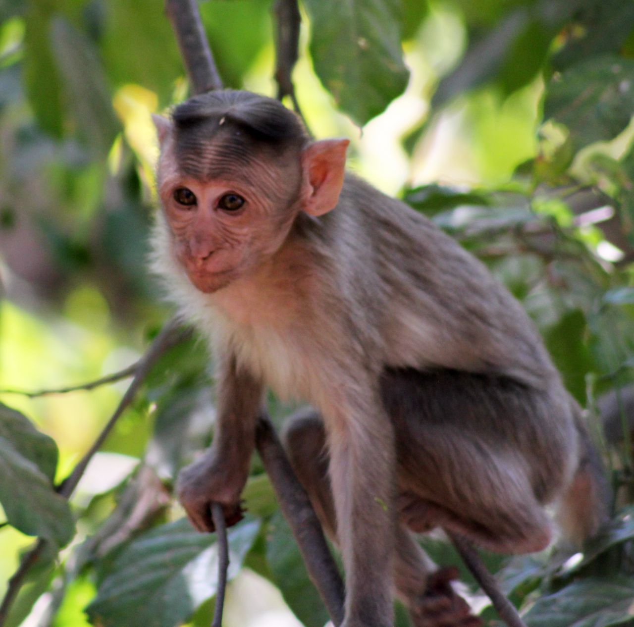 Monkey Sitting On Branch Stock Free