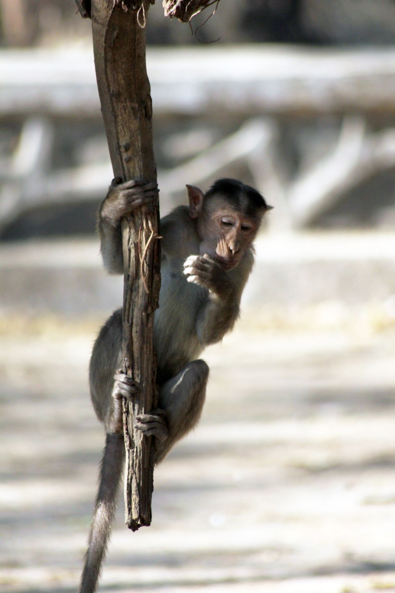 Monkey Hanging From Branch Stock Free