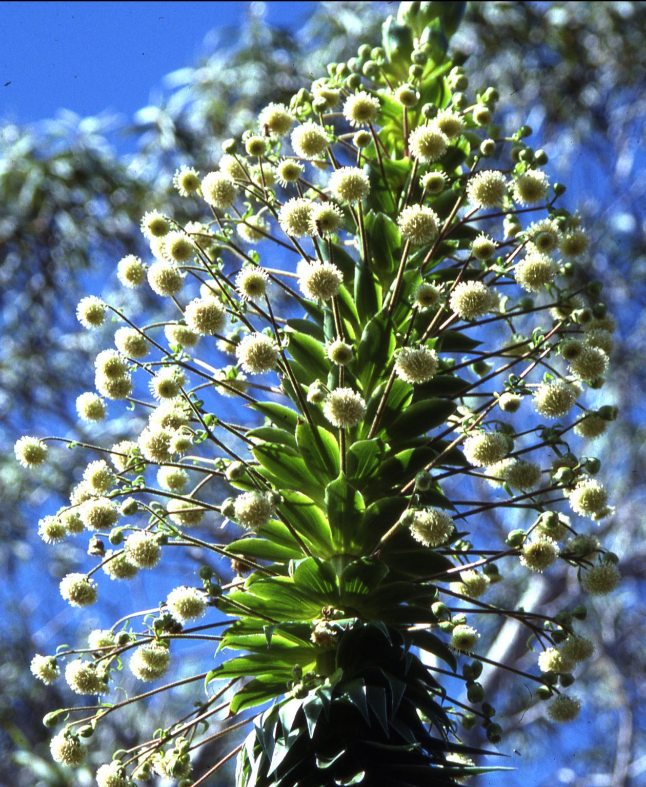 White Hawaiian flower Stock Free