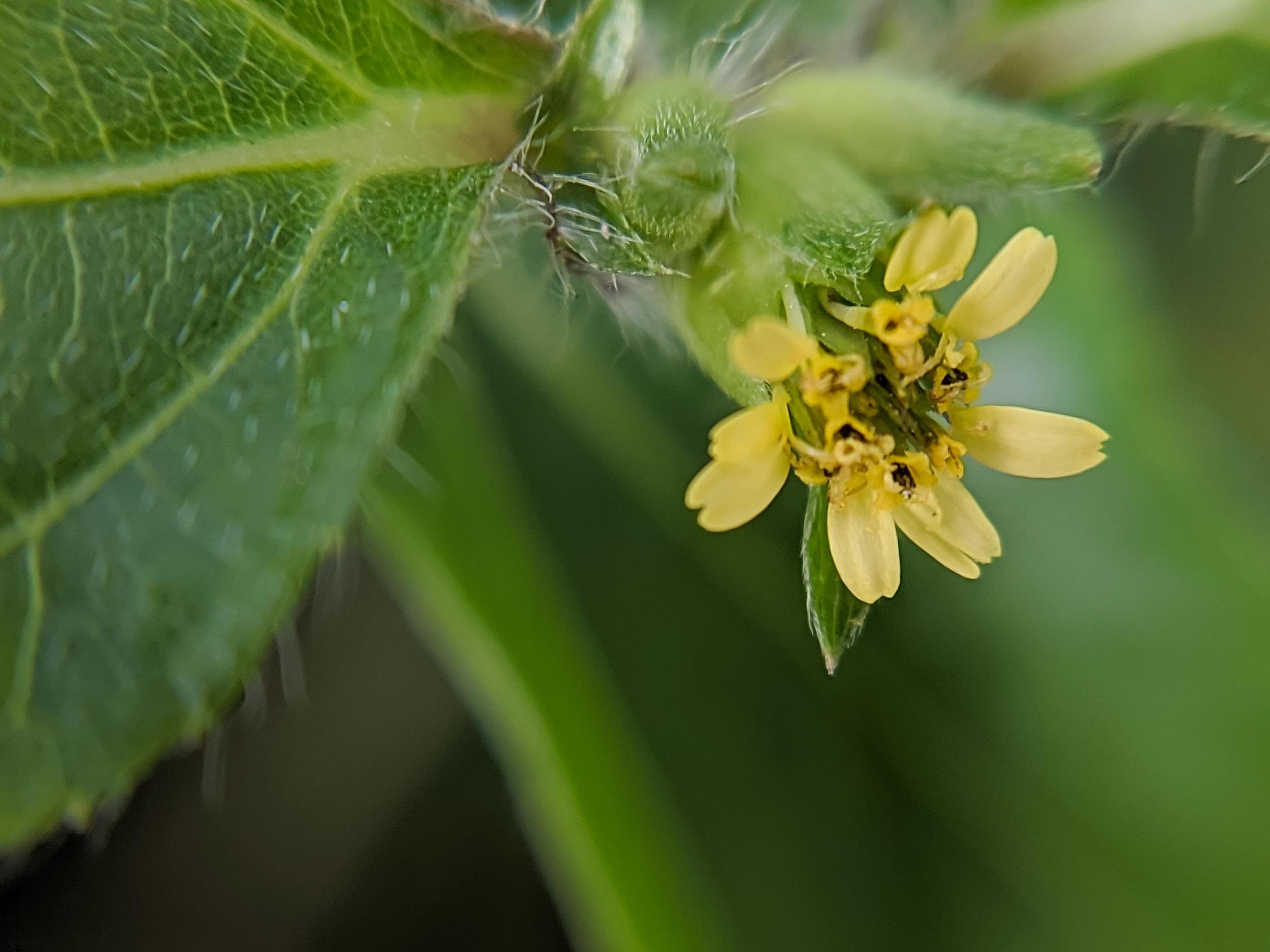 Beautiful yellow flower on a blurred background. Flower macro photo. Stock Free