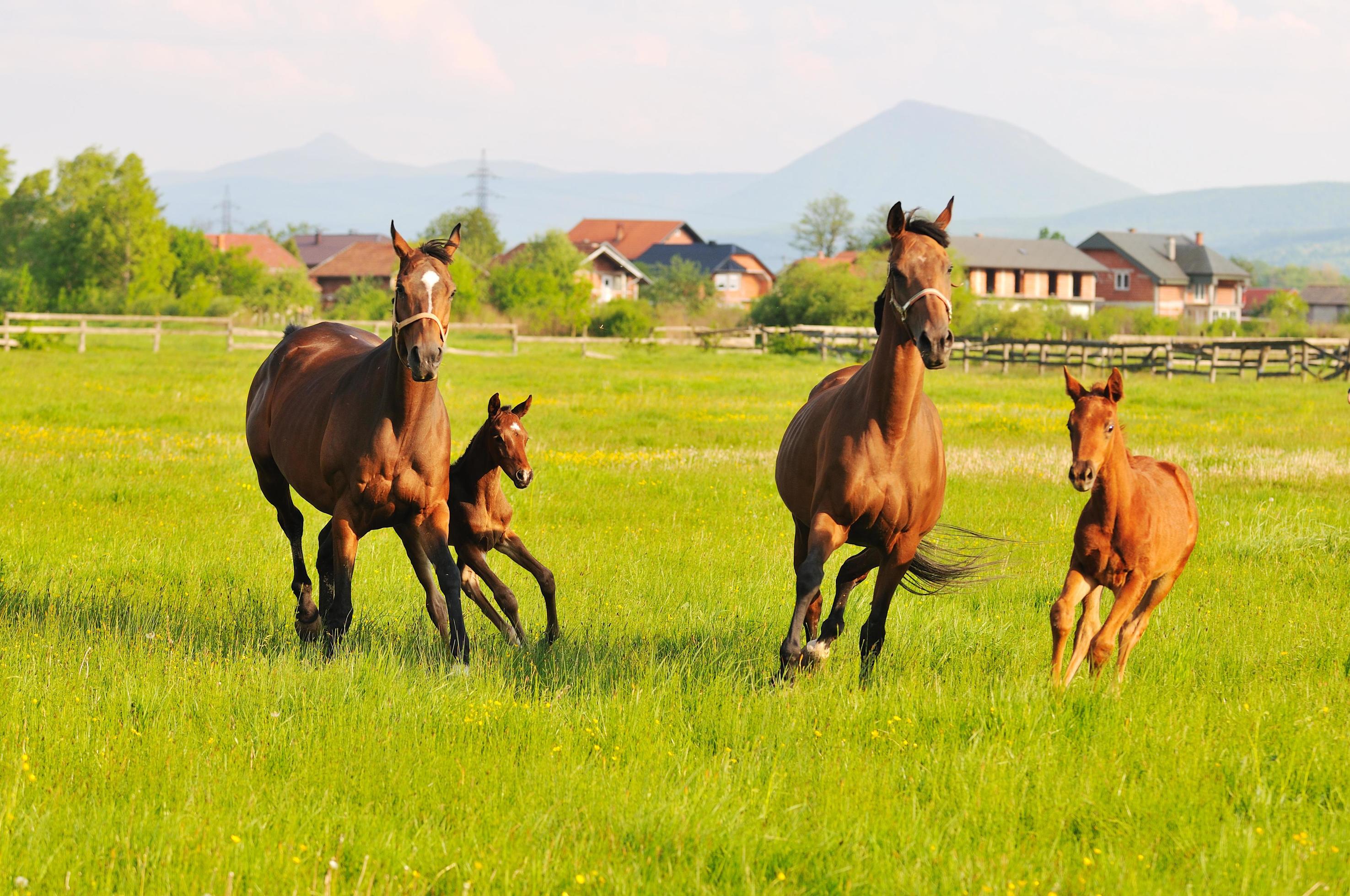 horse nature view Stock Free