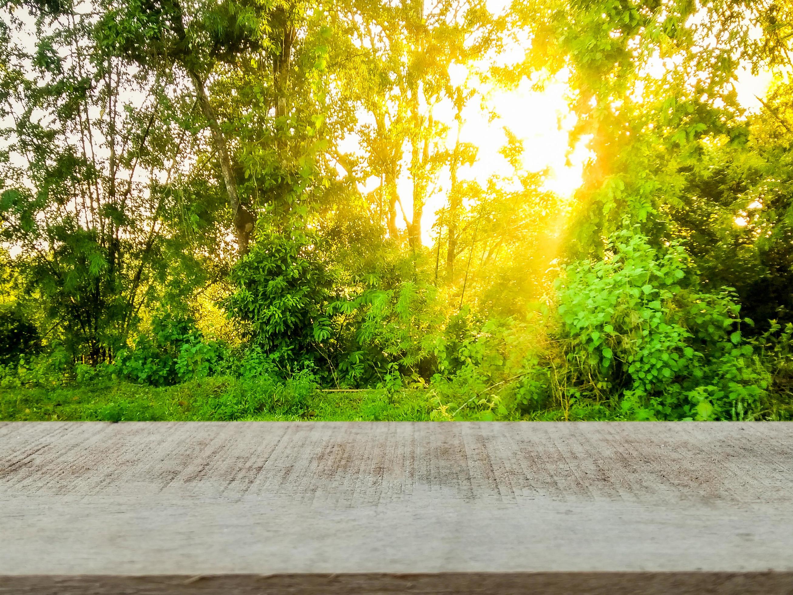 empty brown wooden table Nature background, morning sun product presentation design template shop advertisement Stock Free