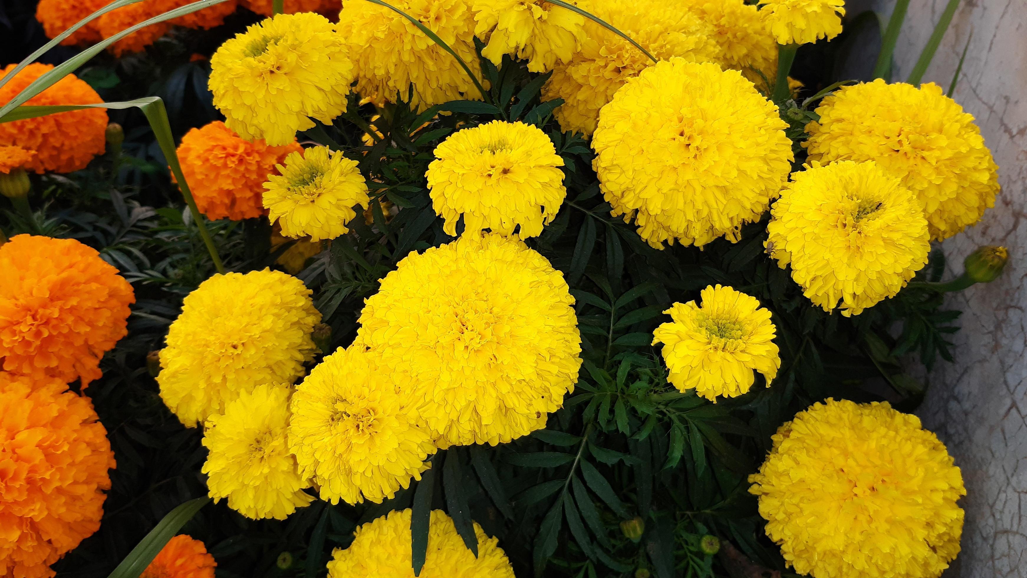 Marigold blooming flower in the garden. Stock Free