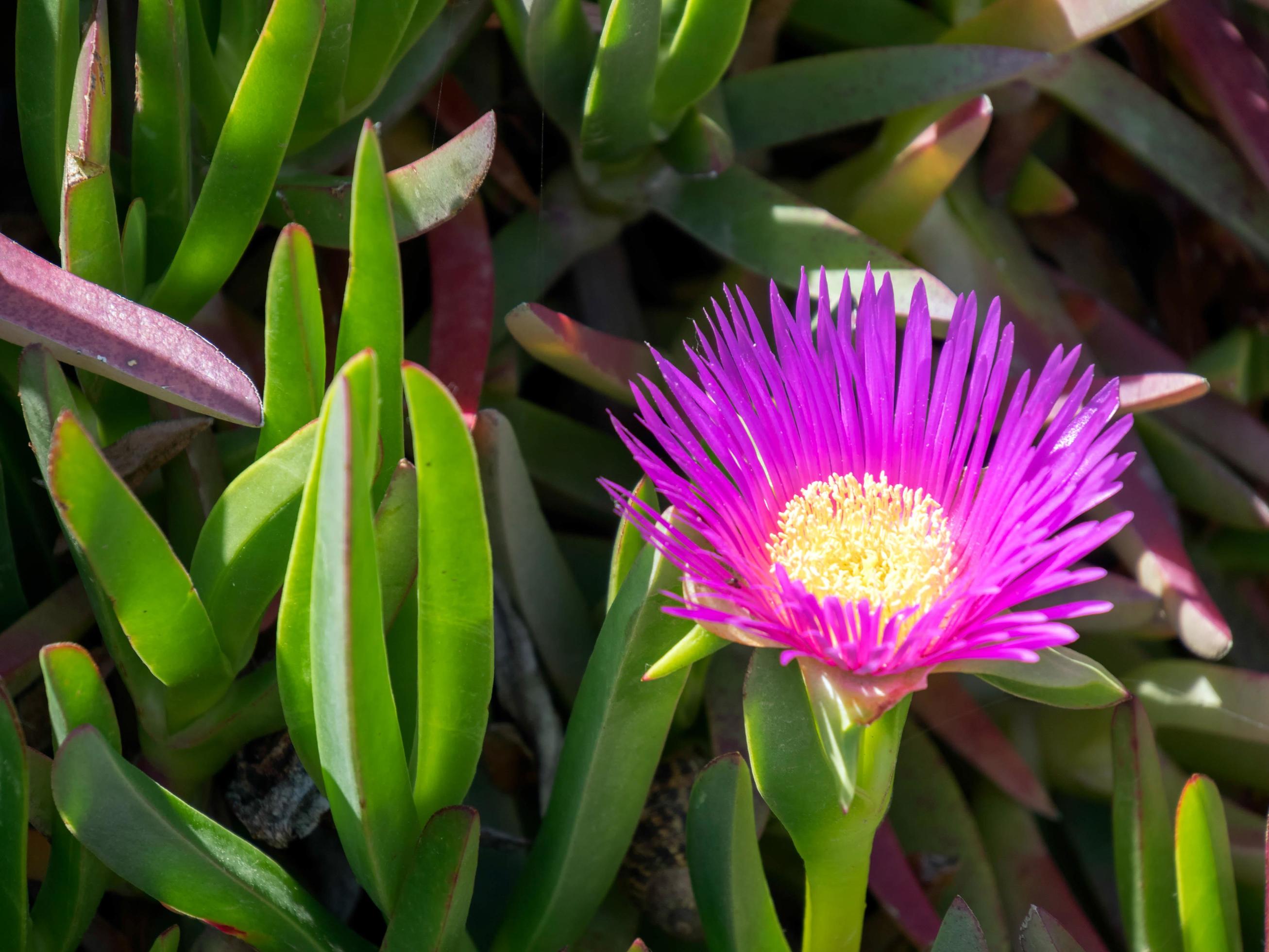 Purple Flowers flowering in Spain Stock Free