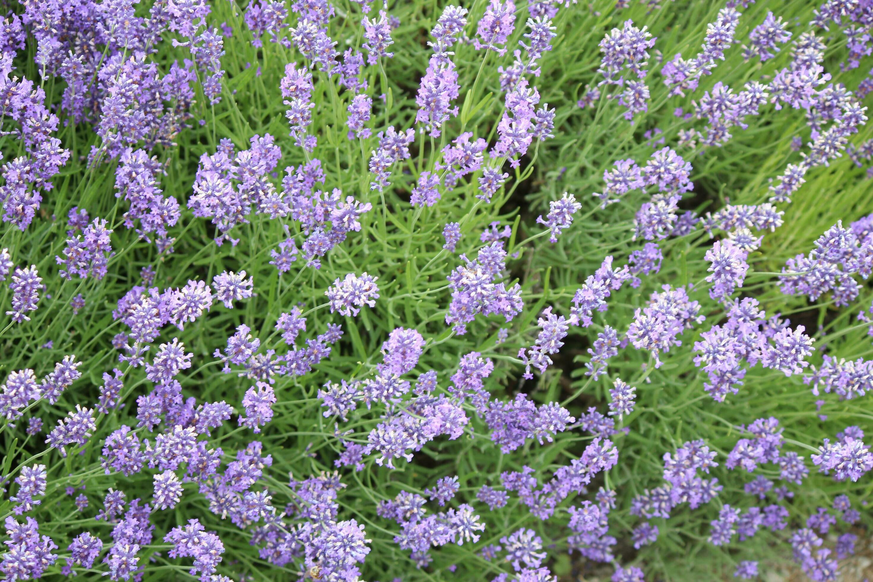 Lavender Plants and Flowers Stock Free