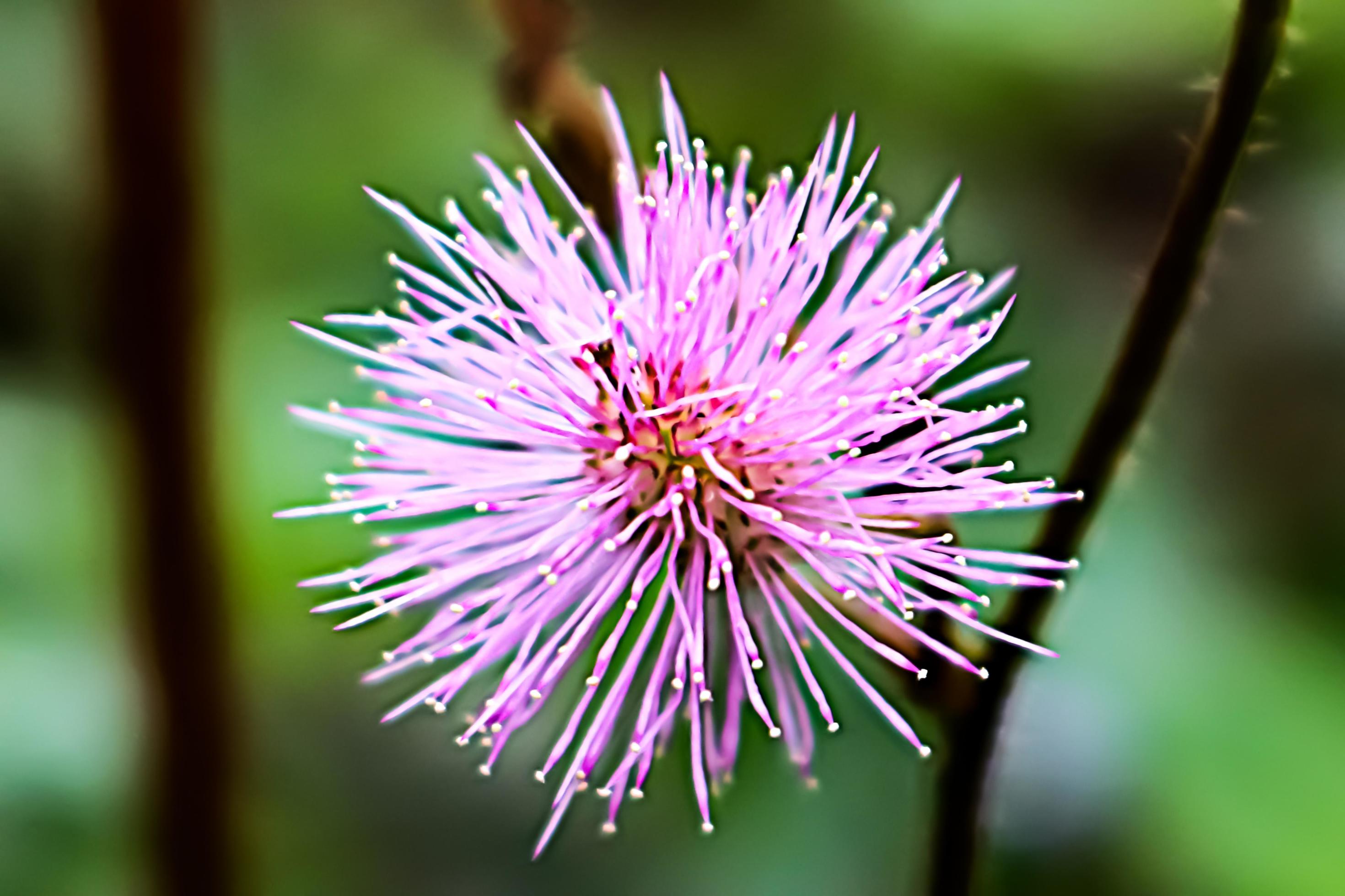 pink flower with blur background texture Stock Free