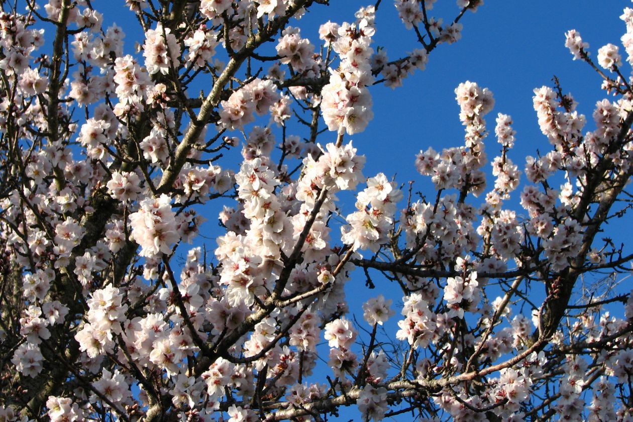 White fruit tree blossoms 1 Stock Free