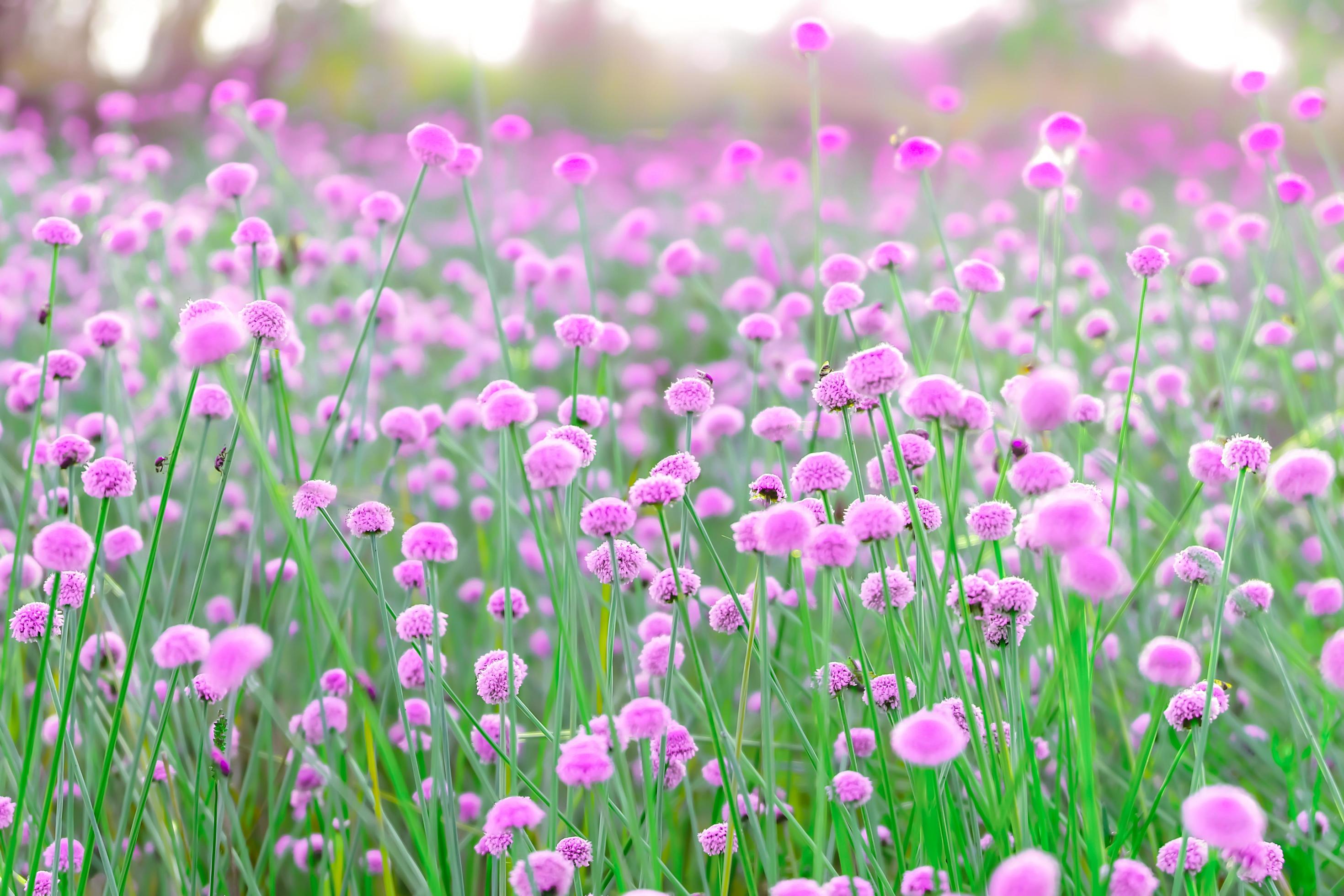 Blurred,Pink wild flower fields.Beautiful growing and blooming in the nature Stock Free