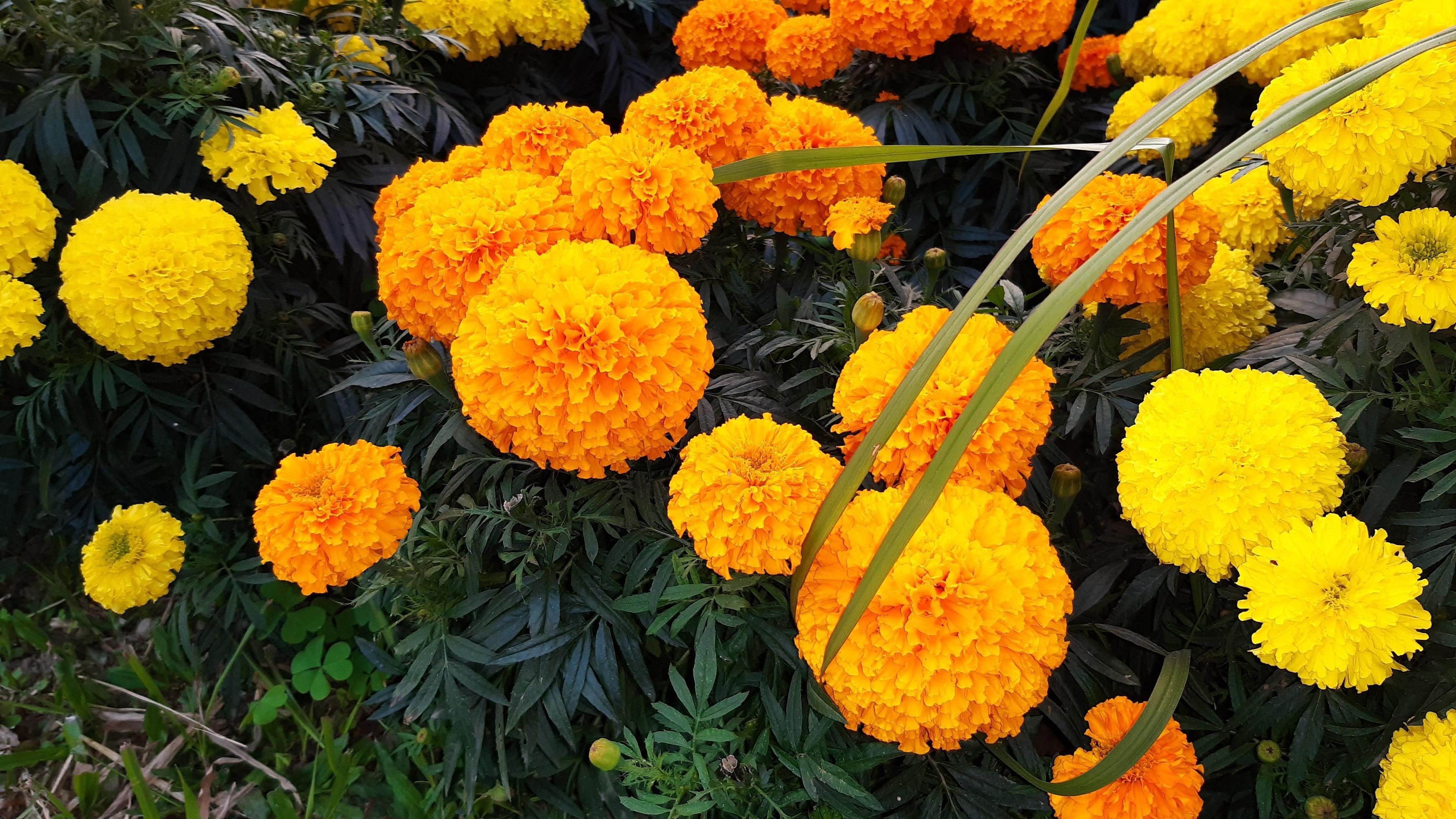 Spring blooming marigold flower Stock Free