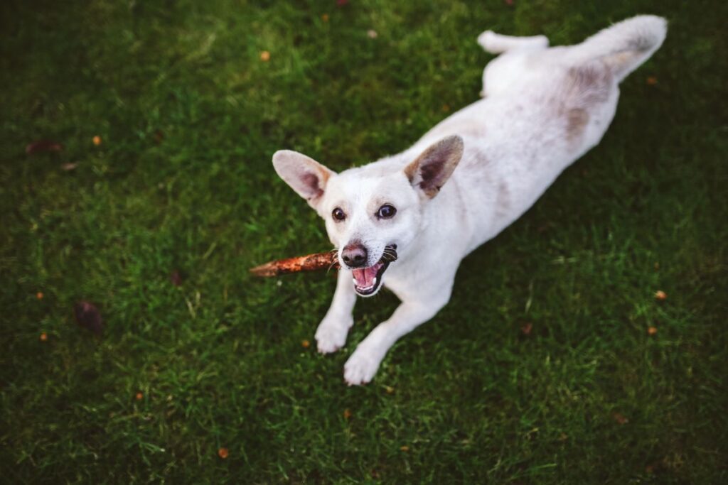 Dog playing with stick Stock Free