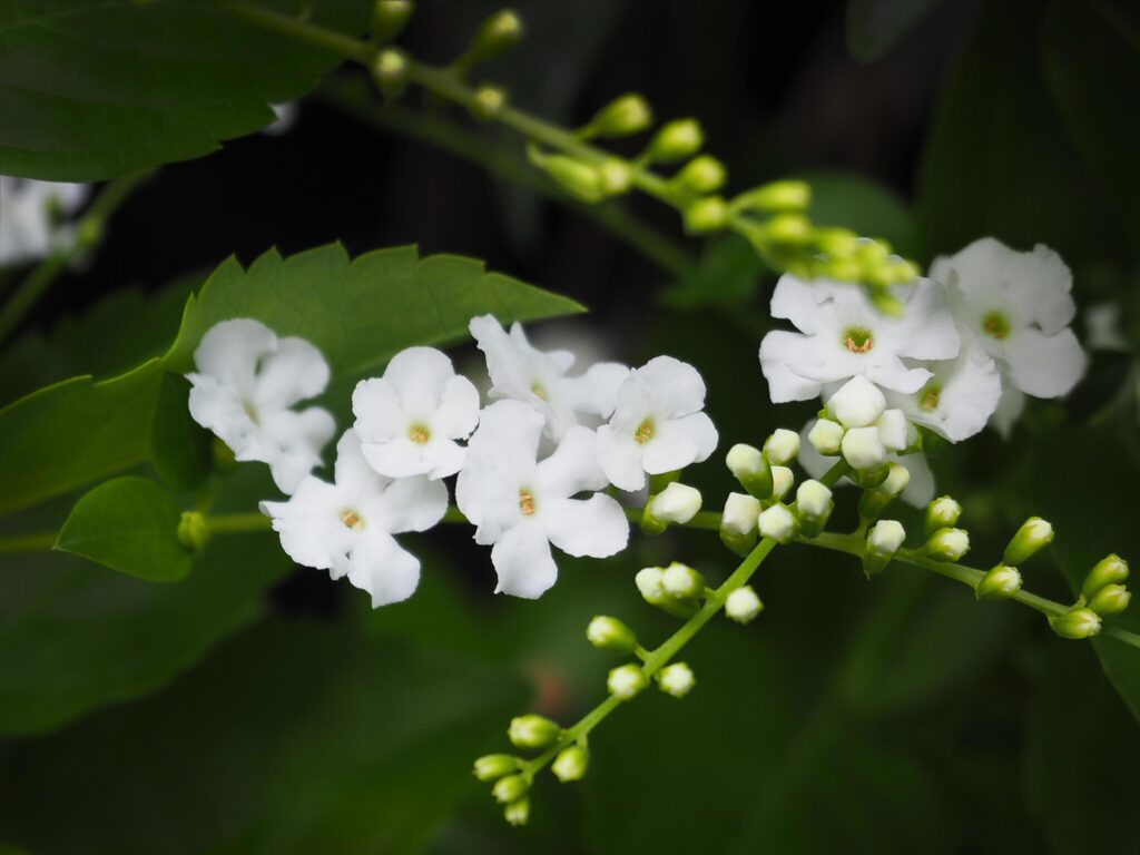 Close up white flowers on blurred bright green leaves bokeh background. Stock Free