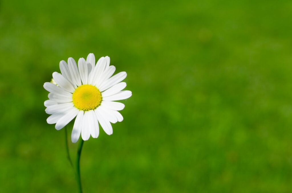 White little flower Stock Free