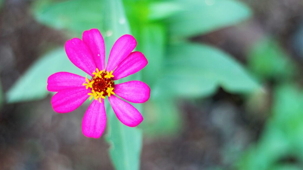 Pink zinnia peruviana flower with yellow red threads and perfect petals stock photo Stock Free