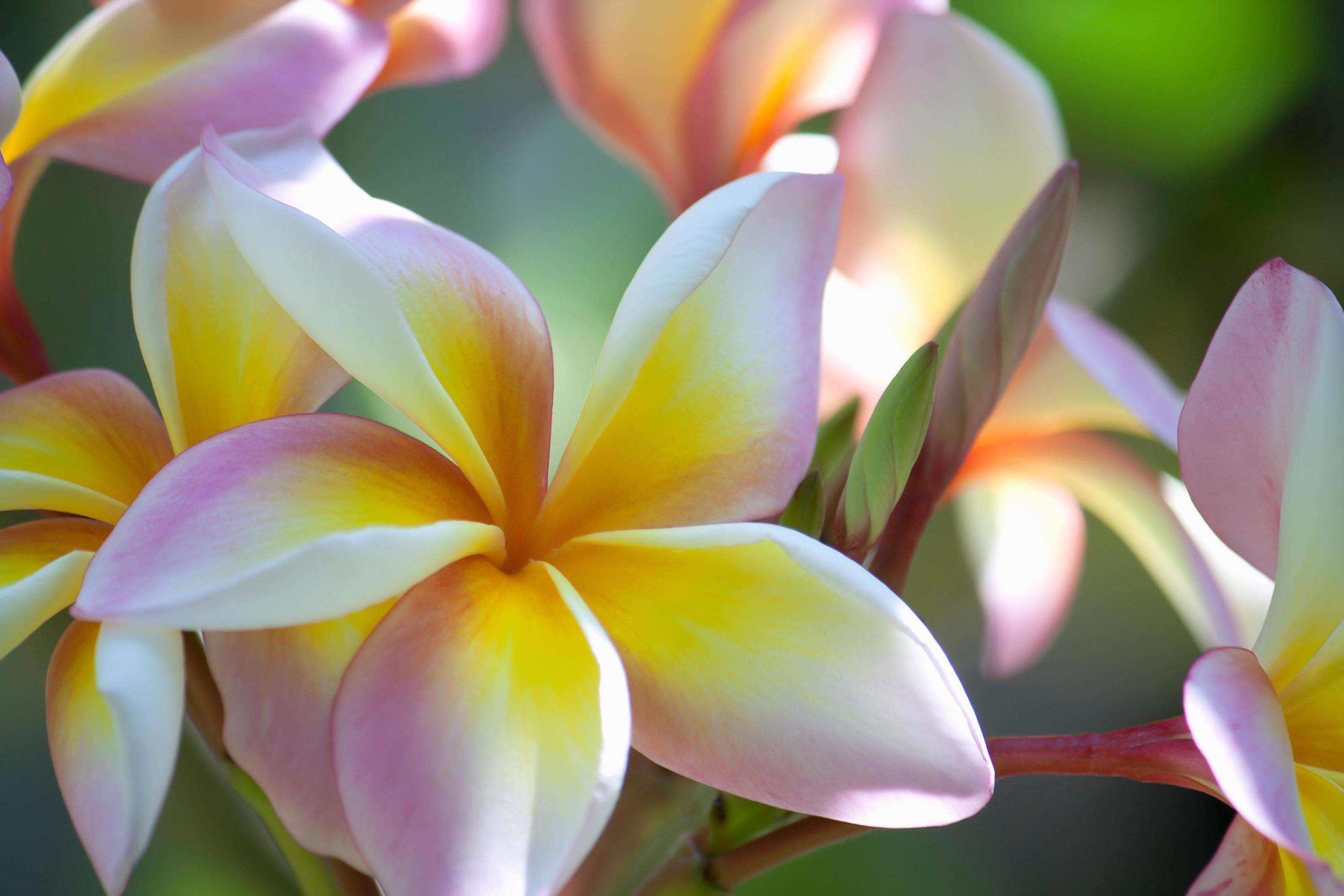 Beautiful frangipani or plumeria flower using in spa, concept of zen meditation spa relaxation background and life balance Stock Free