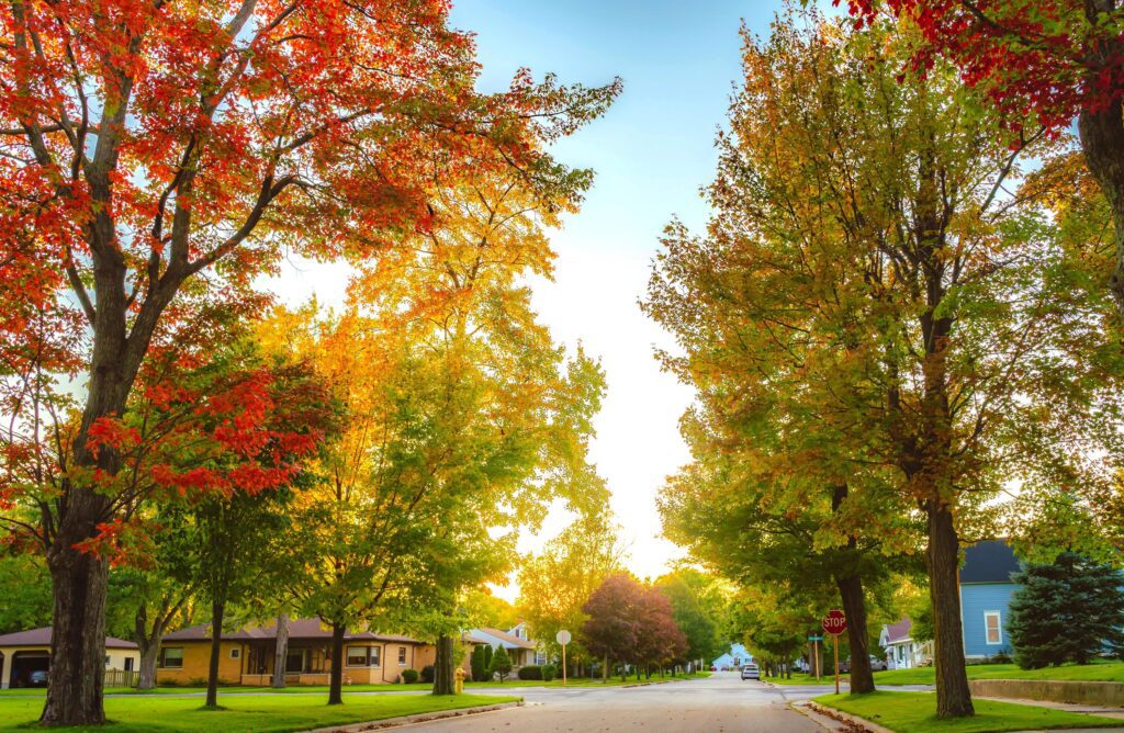 Autumn park natural landscape. Golden leaves foliage on trees in front of road in village at late Autumn Stock Free