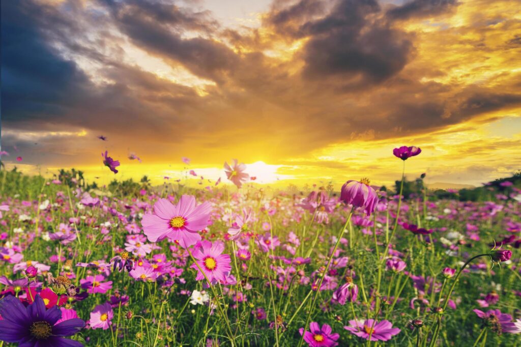 Natural view cosmos filed and sunset on garden background Stock Free