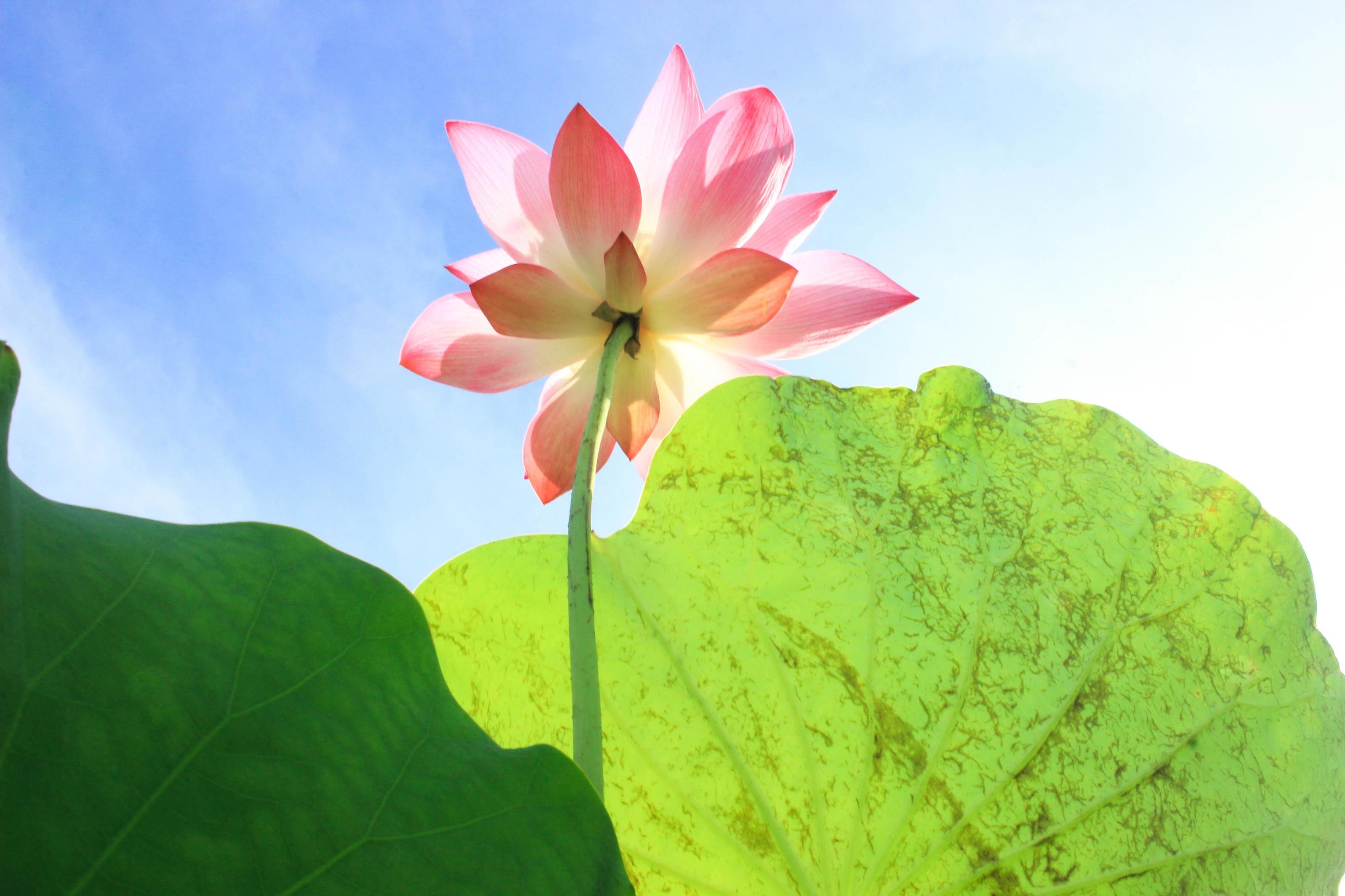 Pink lotus flowers bloom beautifully. Stock Free