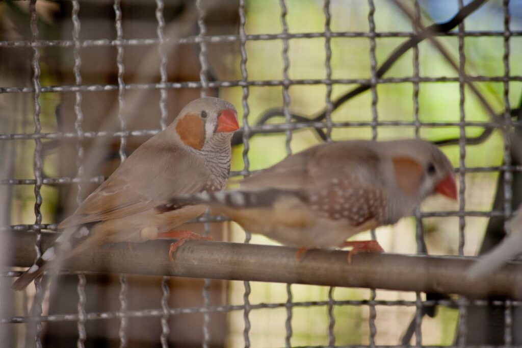 Birds Caged Stock Free