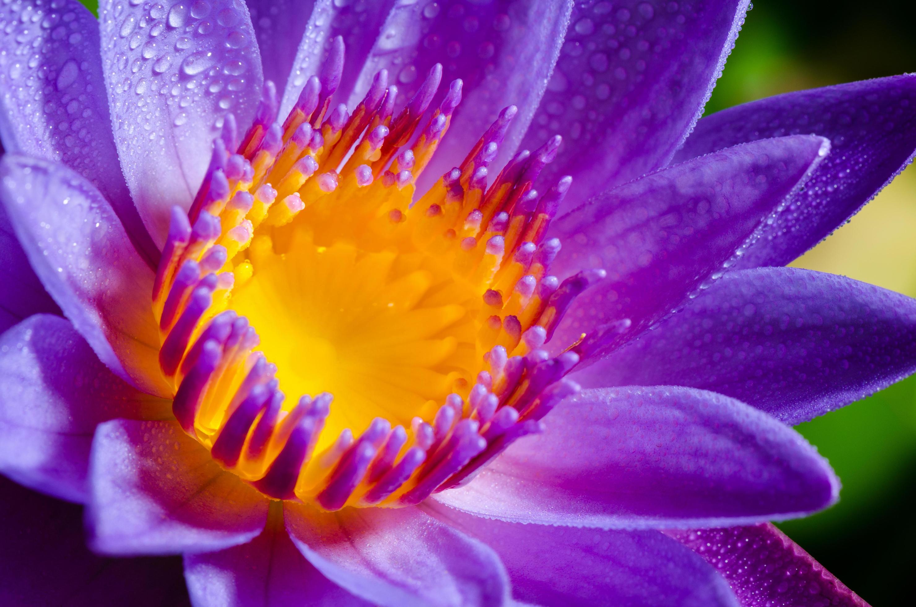 Beautiful purple Lotus flower Stock Free